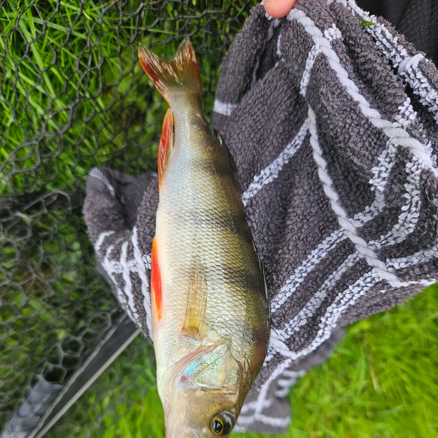 European perch caught on Fishbrain