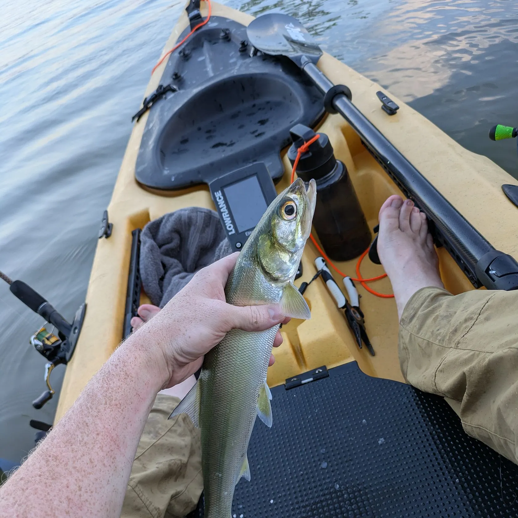 Ladyfish caught on Fishbrain