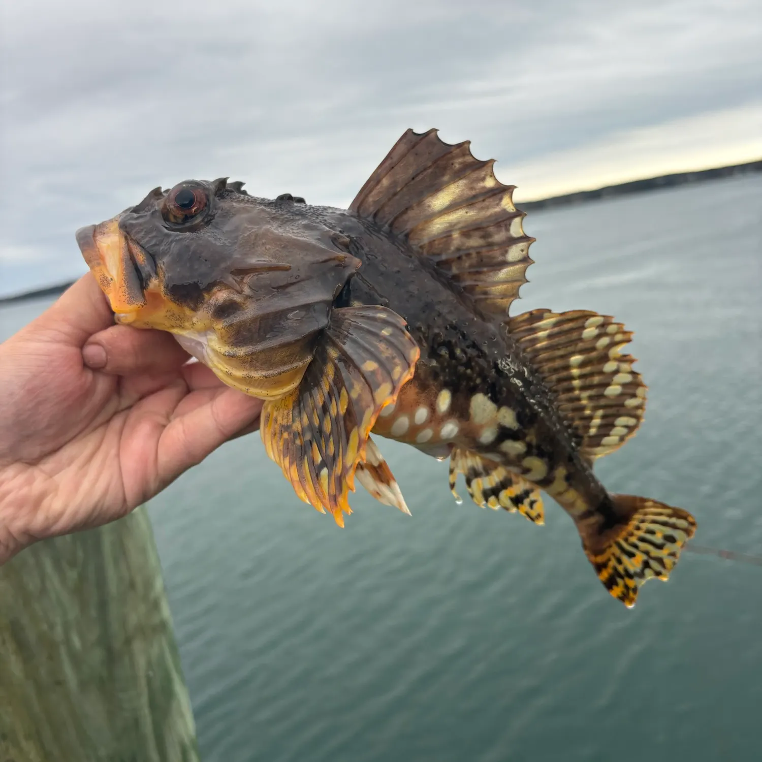 Shorthorn sculpin caught on Fishbrain