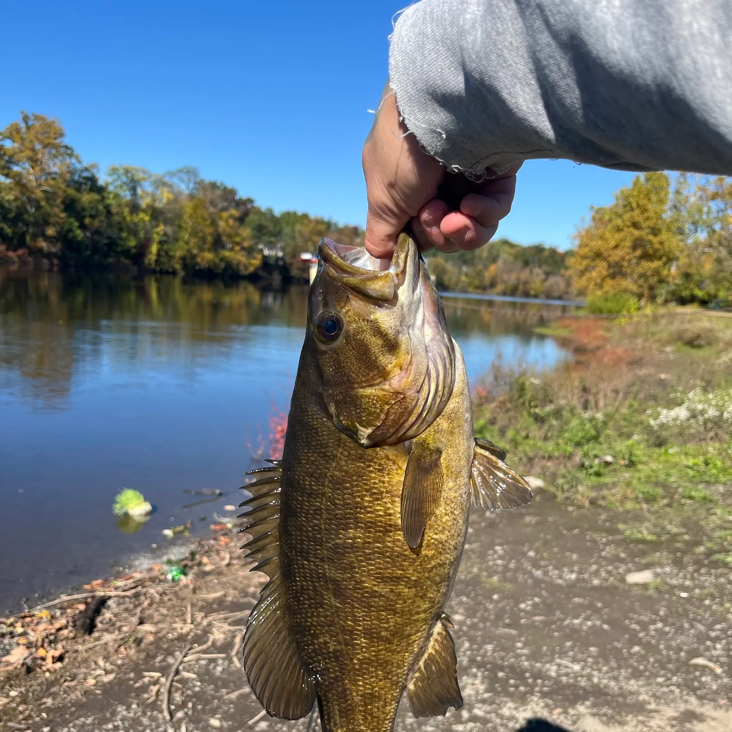 Smallmouth bass caught on Fishbrain