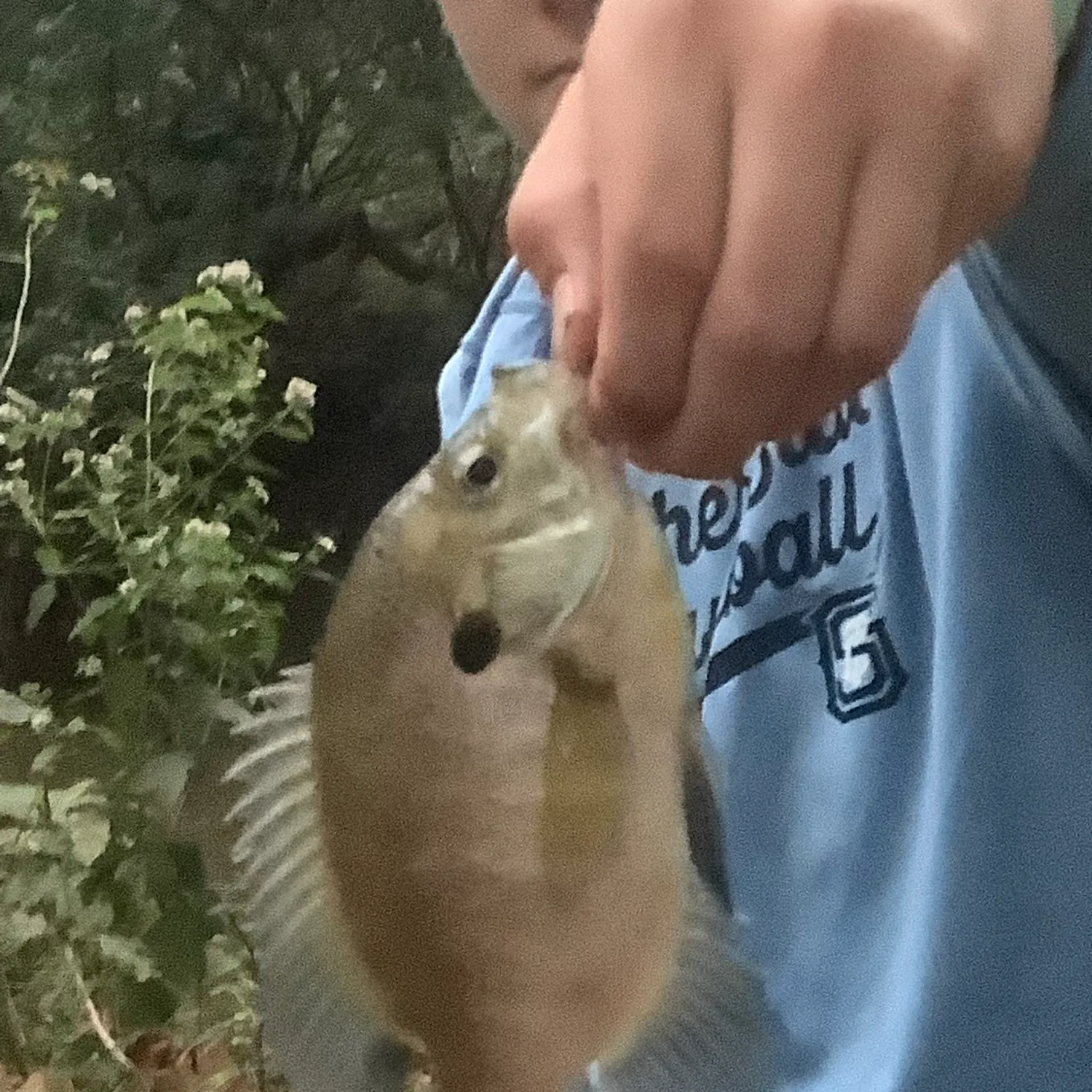 Green sunfish caught on Fishbrain