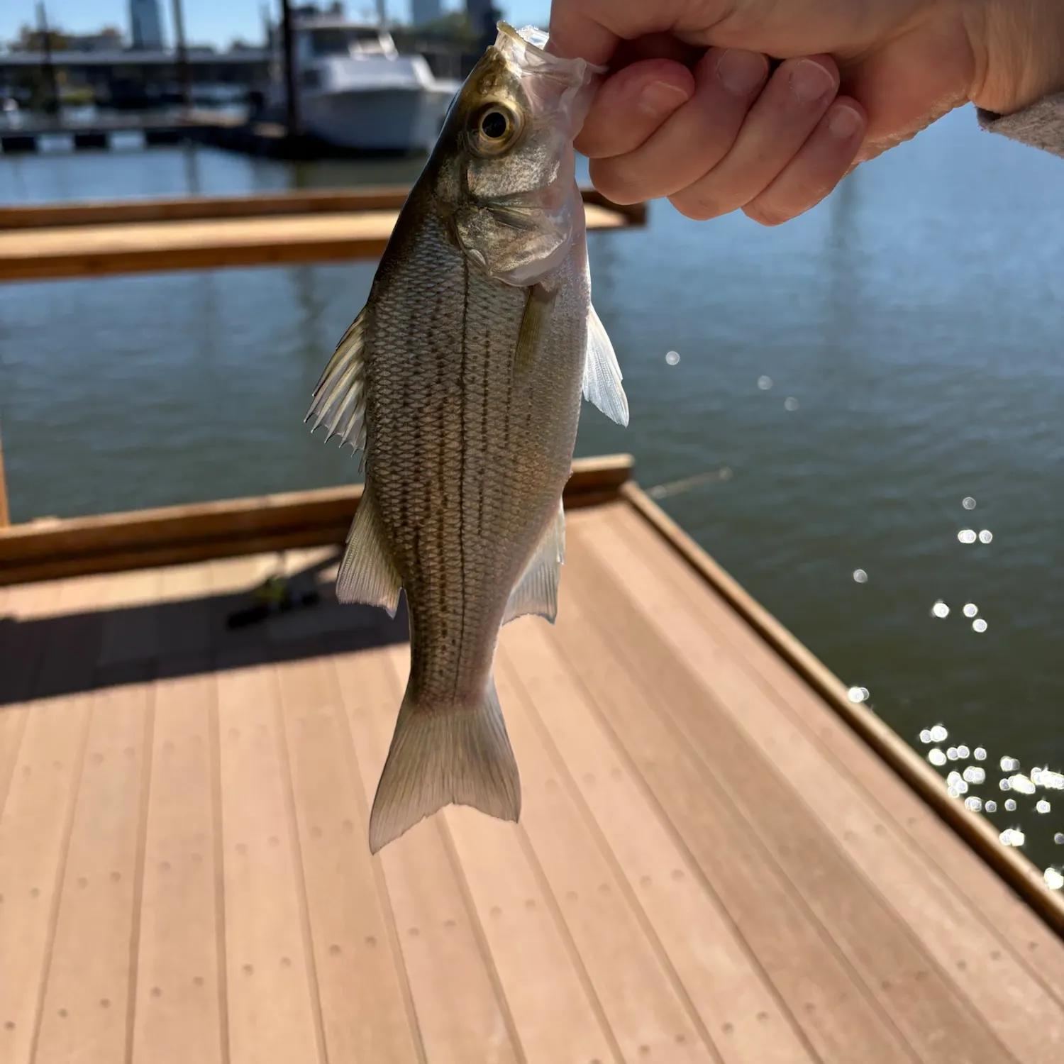 White bass caught on Fishbrain