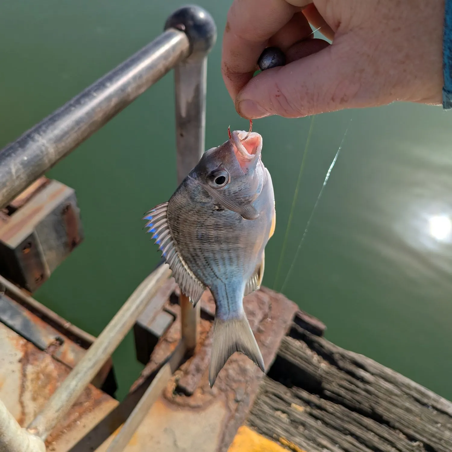 Southern black bream caught on Fishbrain