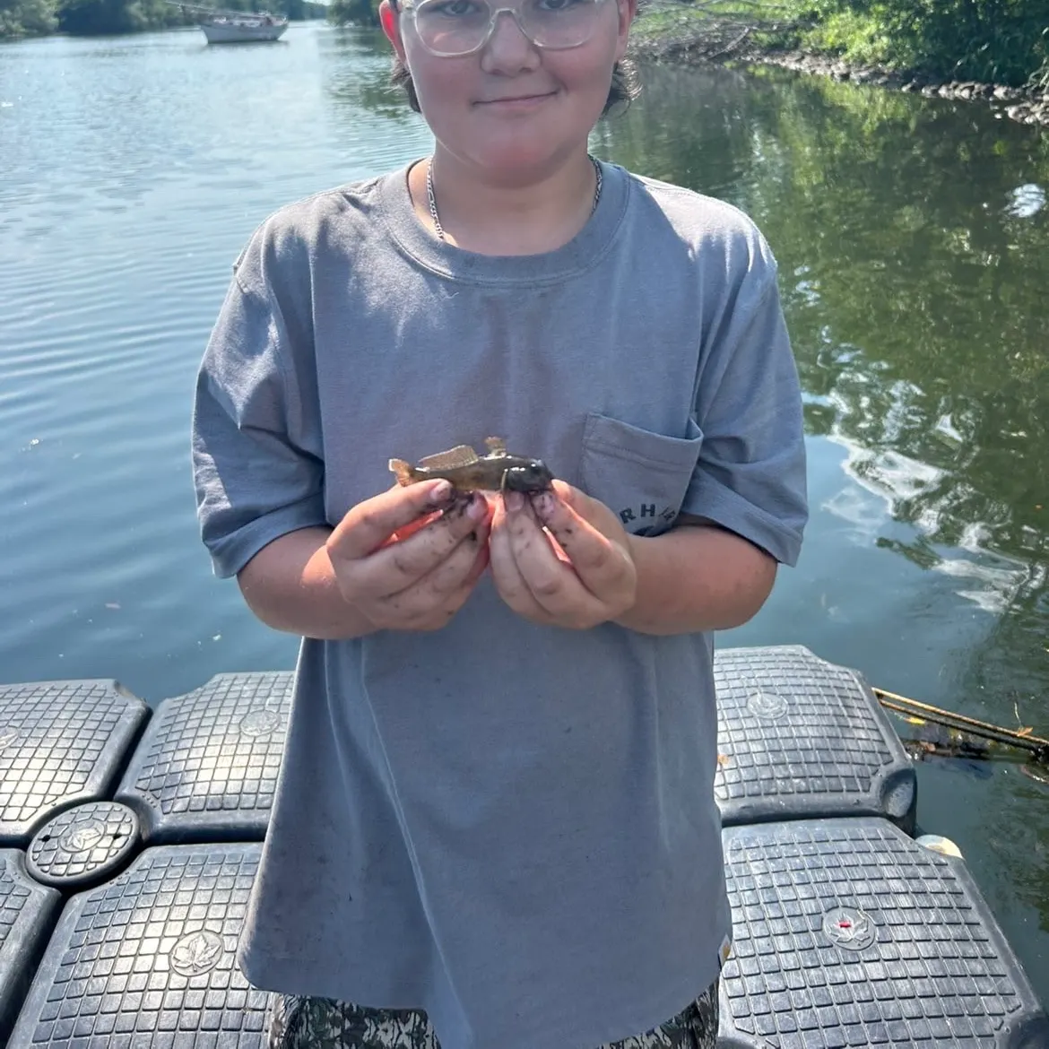 The most recent Pug-headed mudskipper catches on Fishbrain