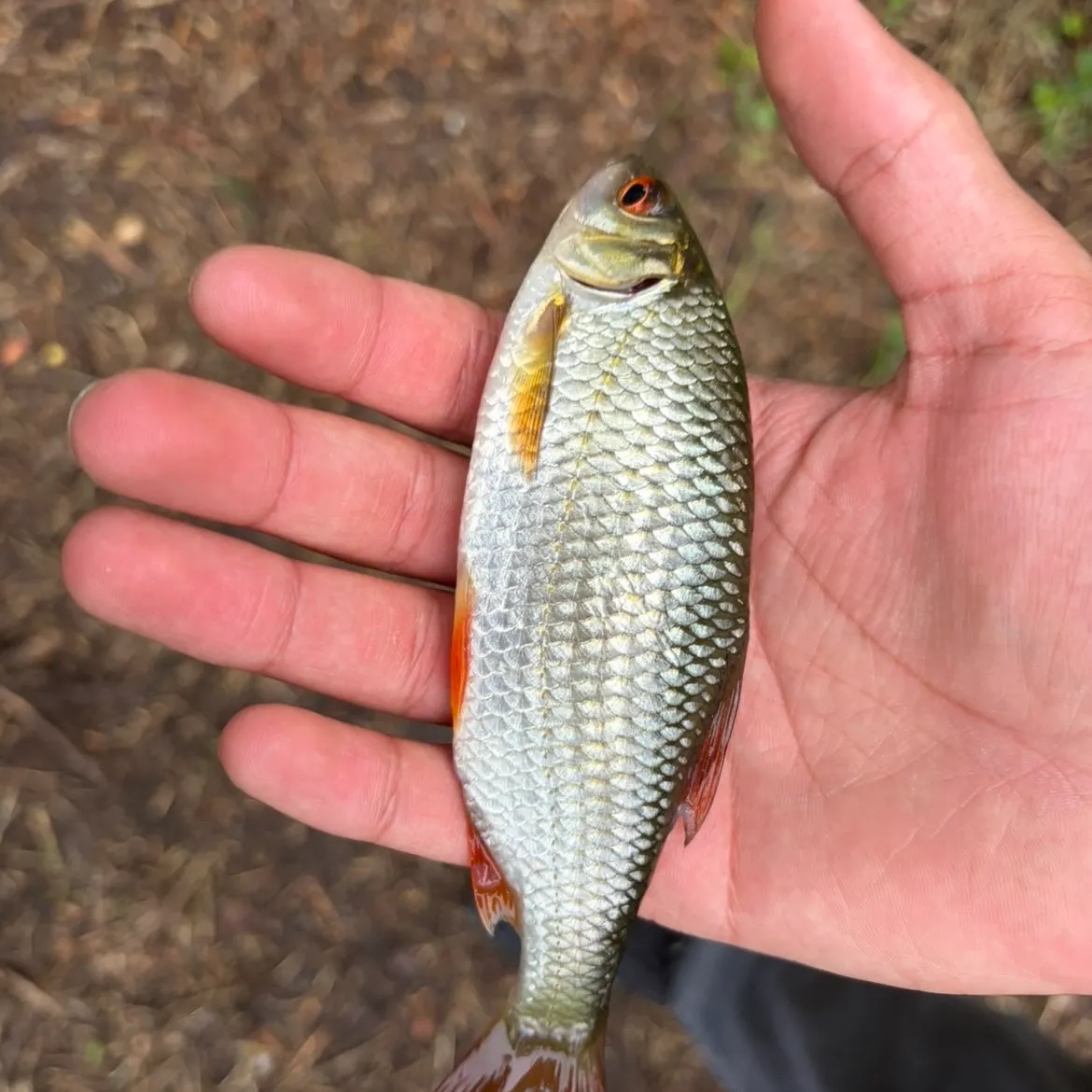 Common roach caught on Fishbrain