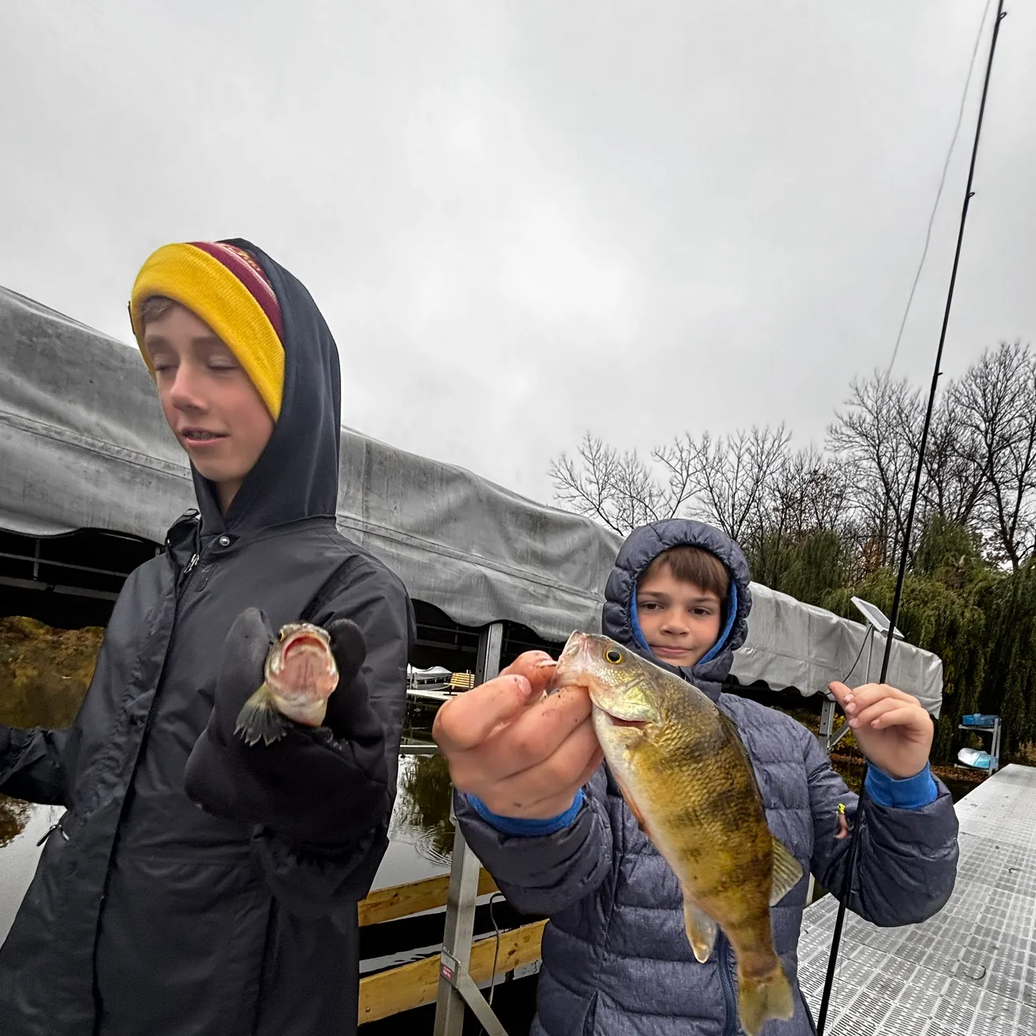 Yellow perch caught on Fishbrain