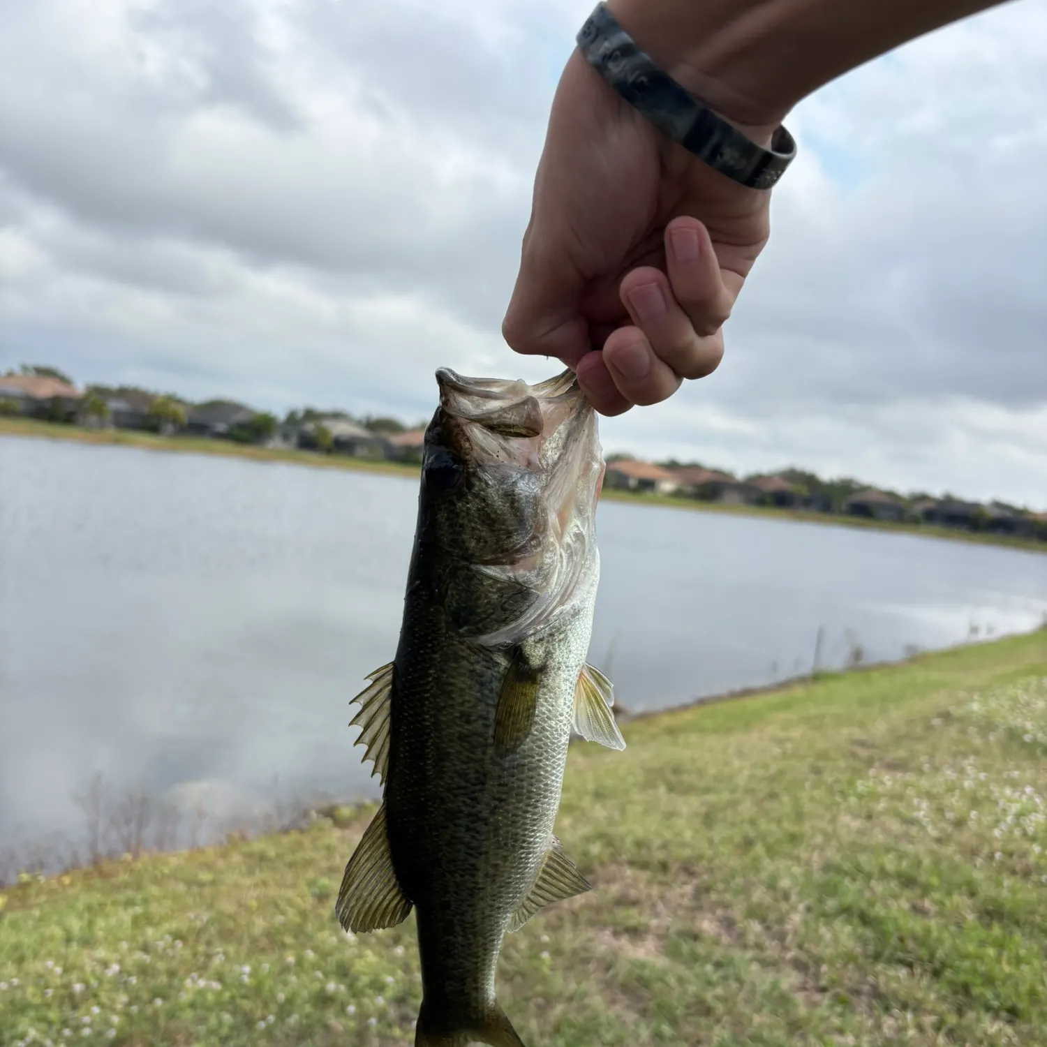 The most recent Largemouth bass catches on Fishbrain