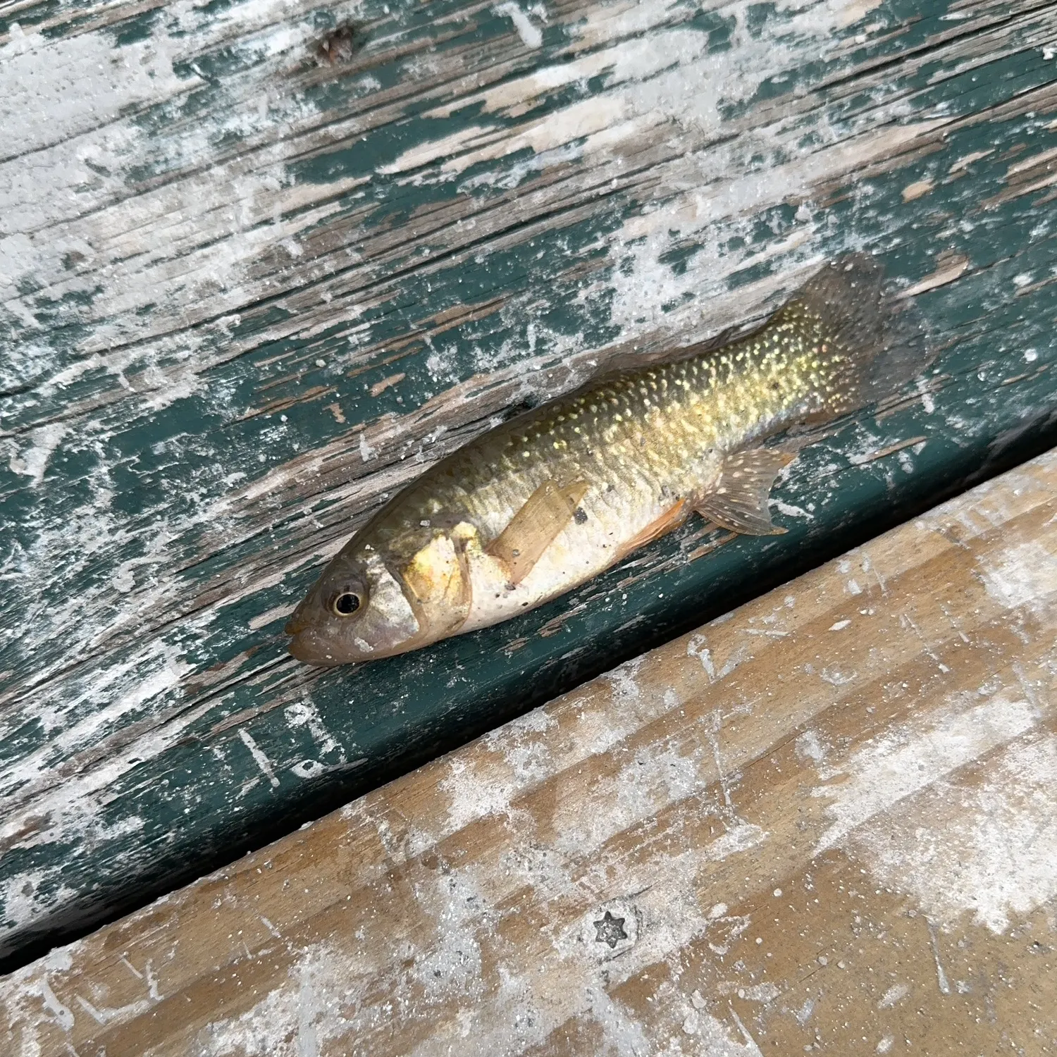 The most recent Gulf killifish catches on Fishbrain