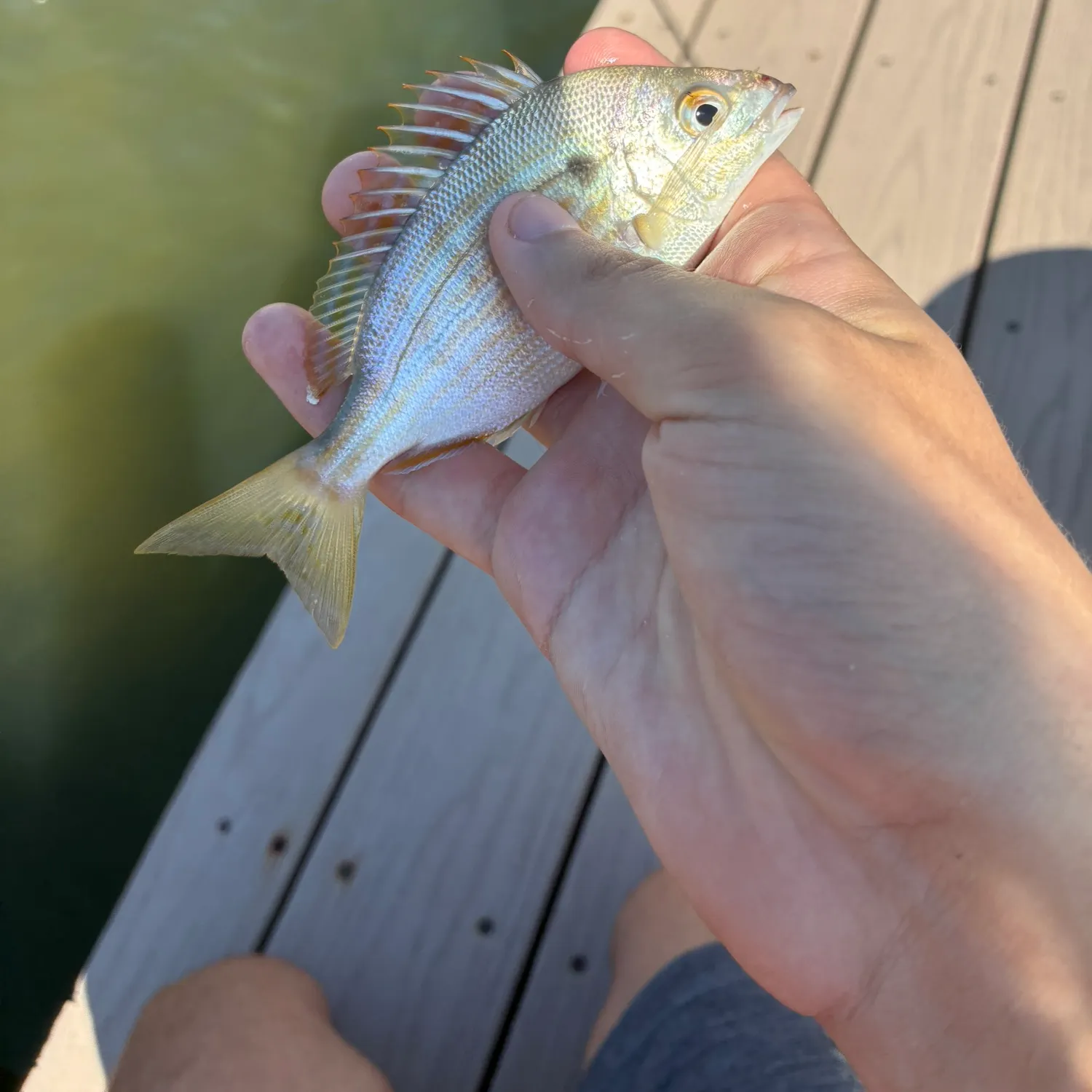 Pinfish caught on Fishbrain