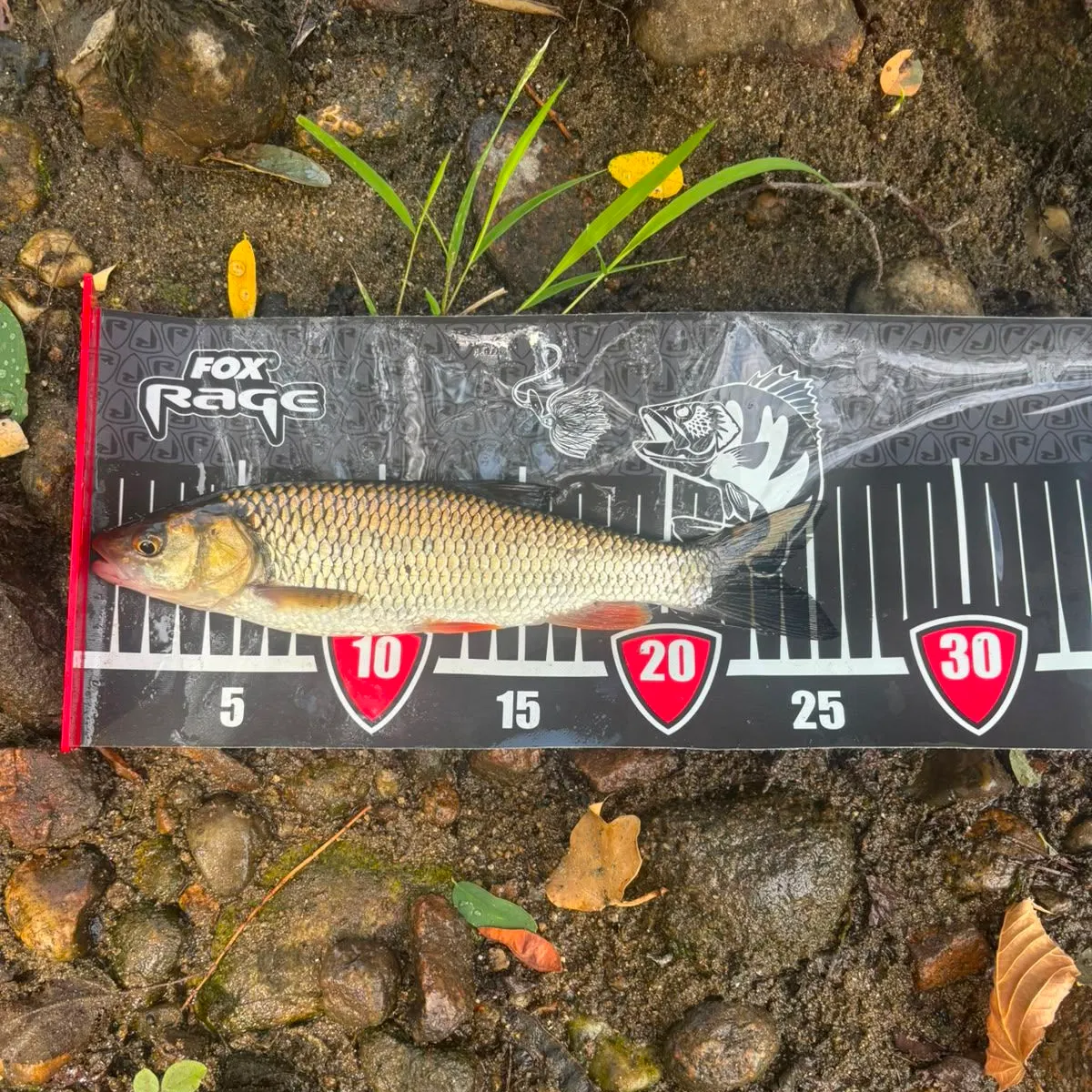 European chub caught on Fishbrain