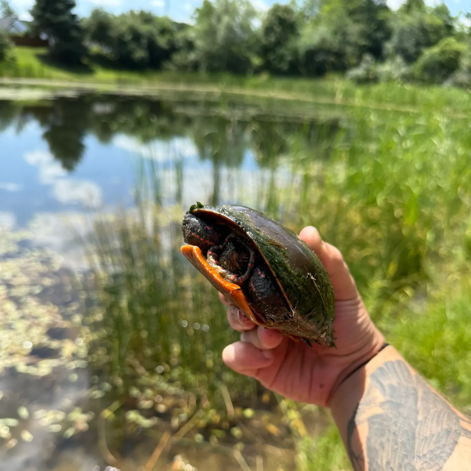 Pond slider turtle caught on Fishbrain