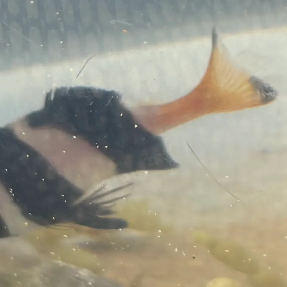 The most recent Zebra fish catches on Fishbrain