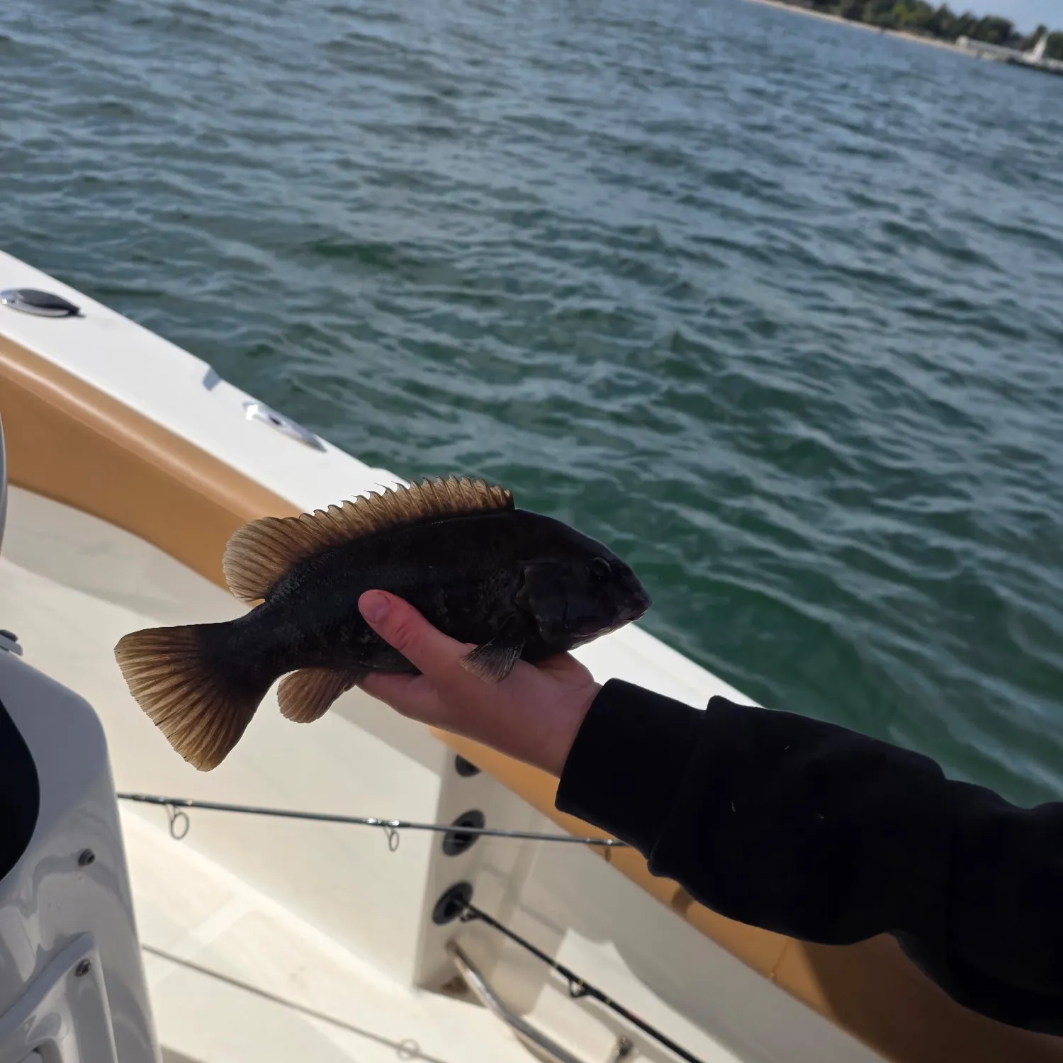 Tautog caught on Fishbrain