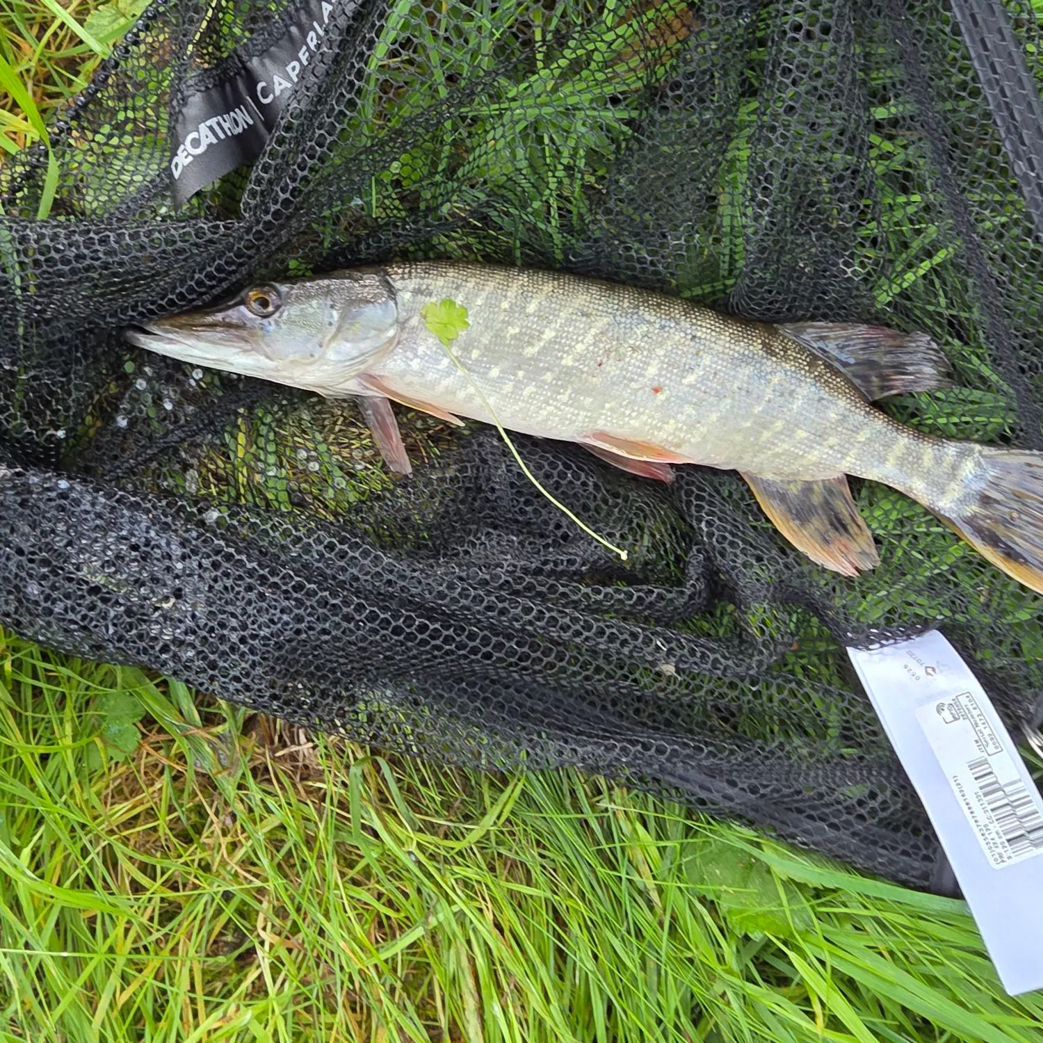 Northern pike caught on Fishbrain