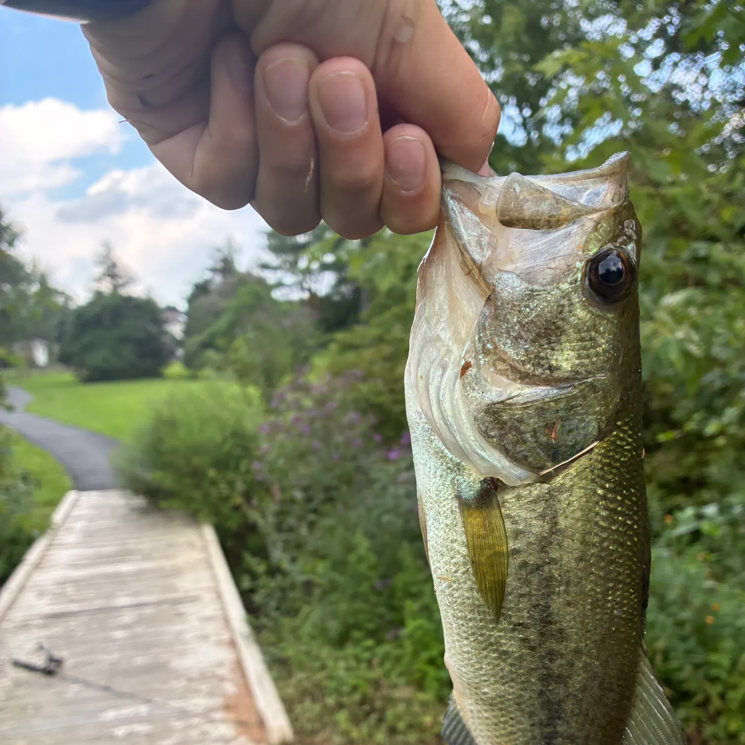Largemouth bass caught on Fishbrain