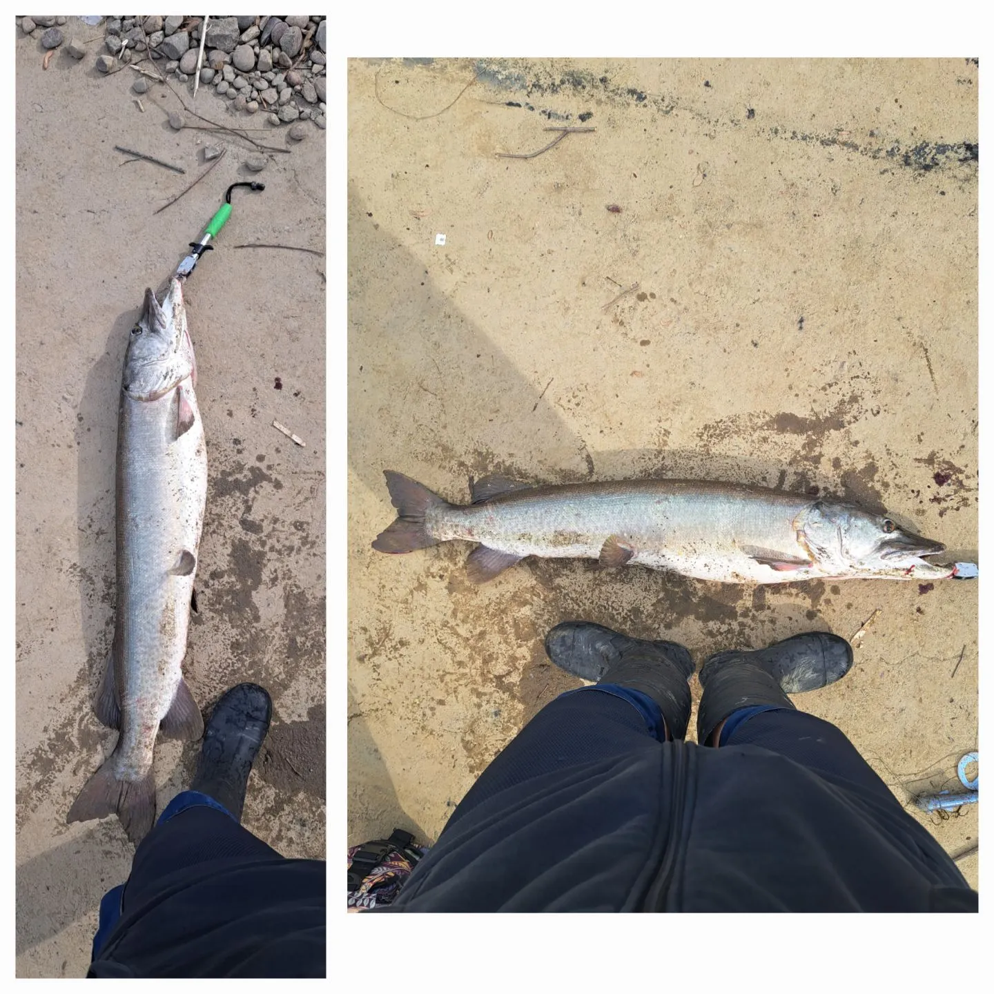 recently logged catches