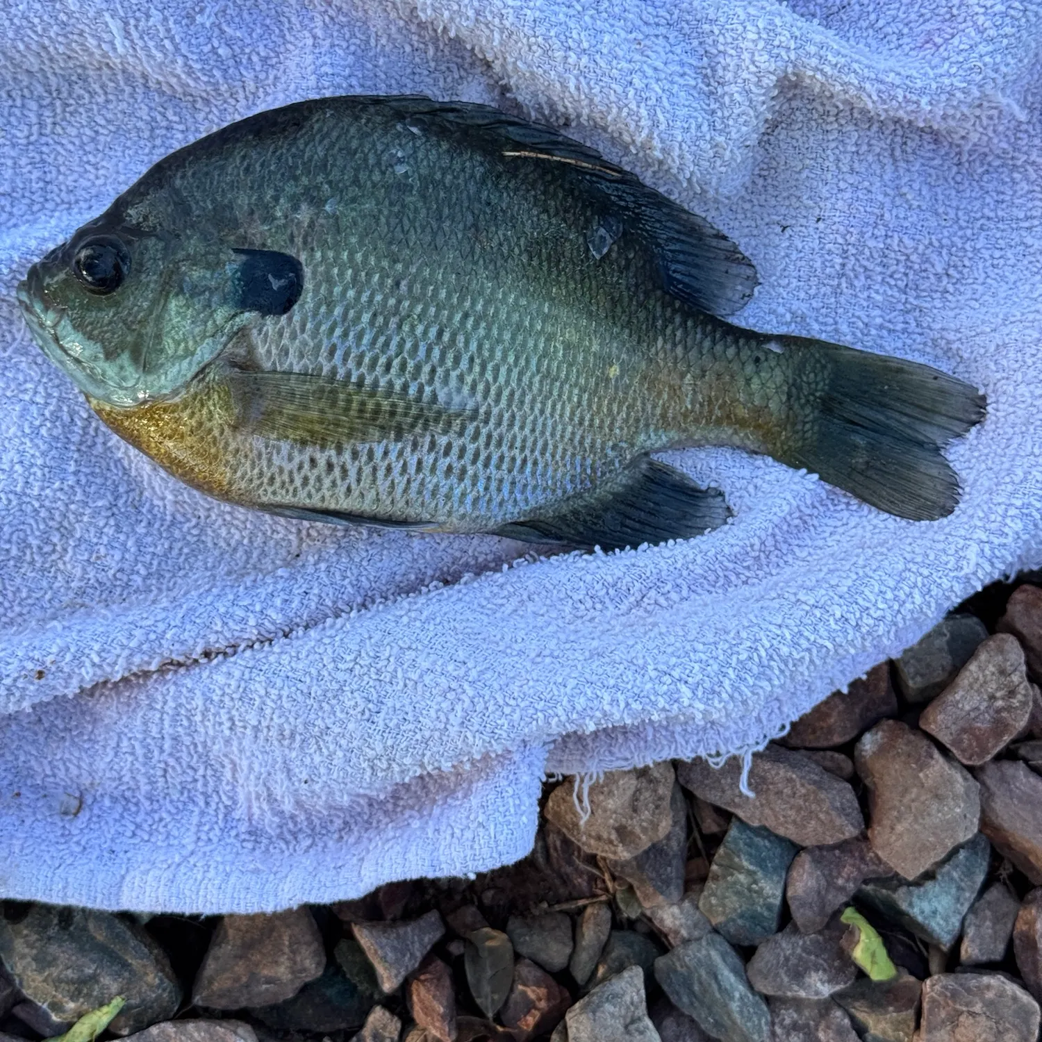 Bluegill caught on Fishbrain