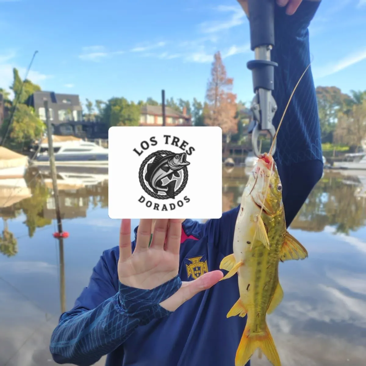 The most recent Spotted pimelodus catches on Fishbrain