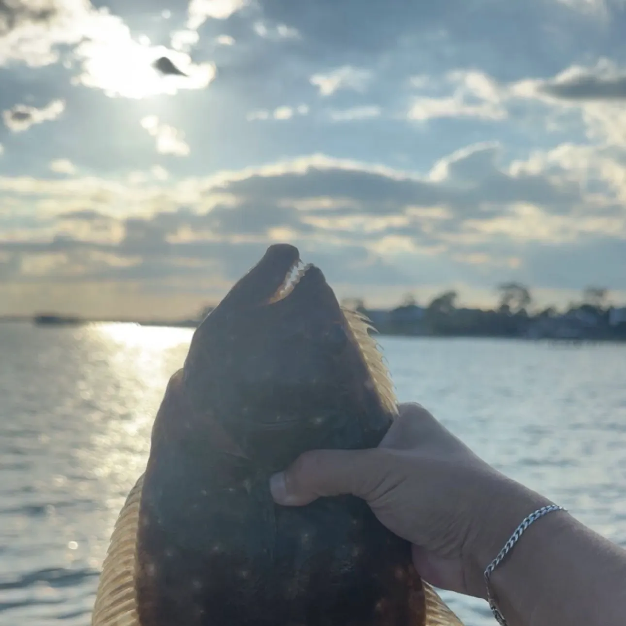 The most recent Summer flounder catches on Fishbrain