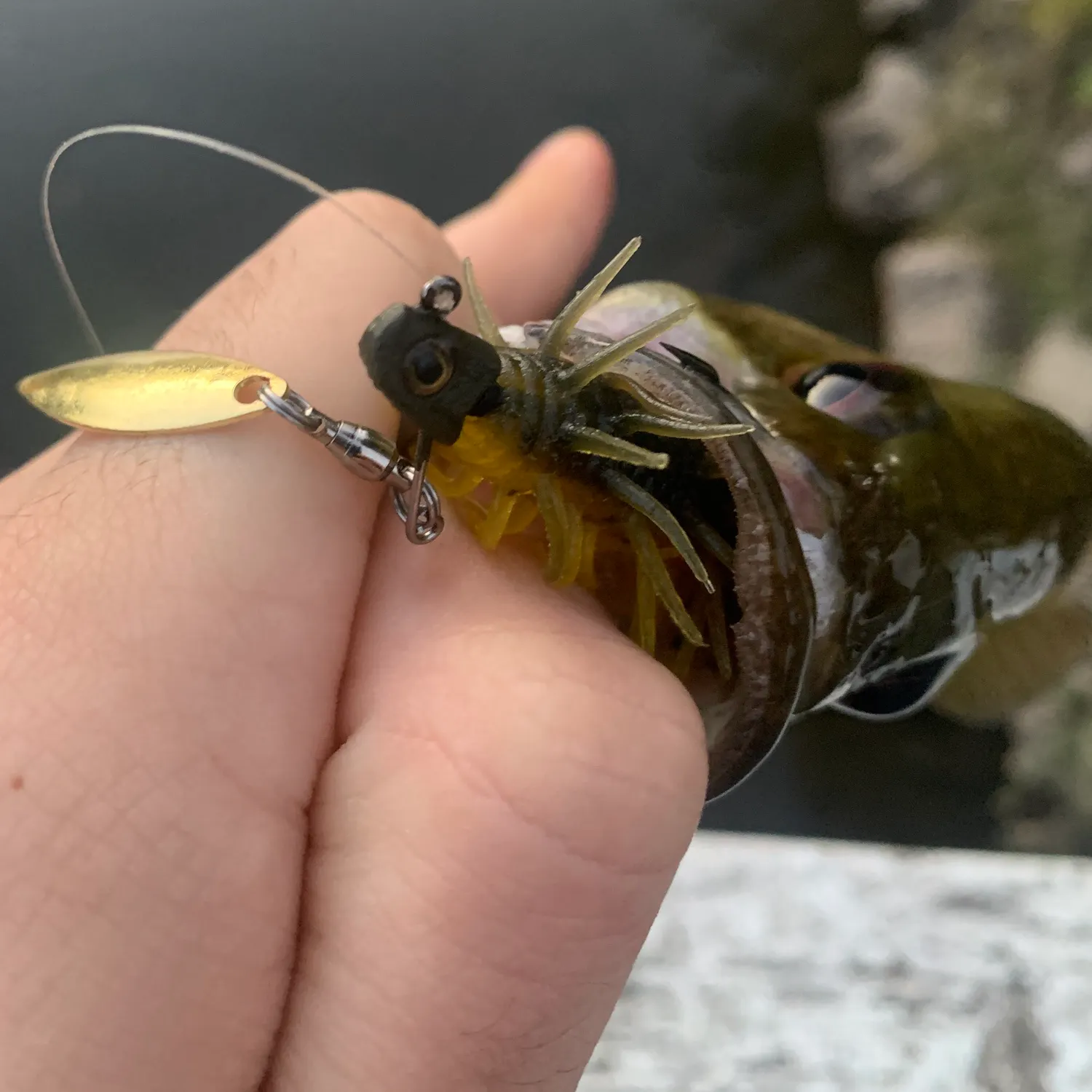 The most recent Roanoke bass catches on Fishbrain