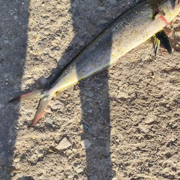 Southern yellowtail amberjack caught on Fishbrain