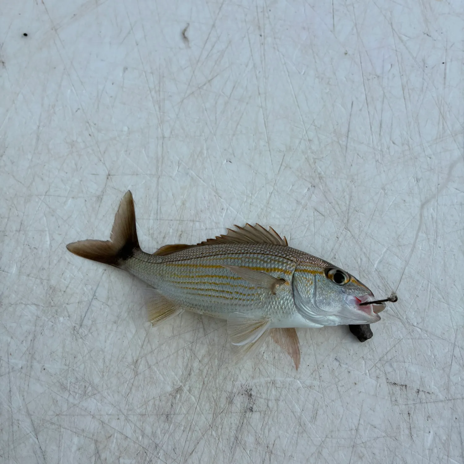 The most recent White grunt catches on Fishbrain