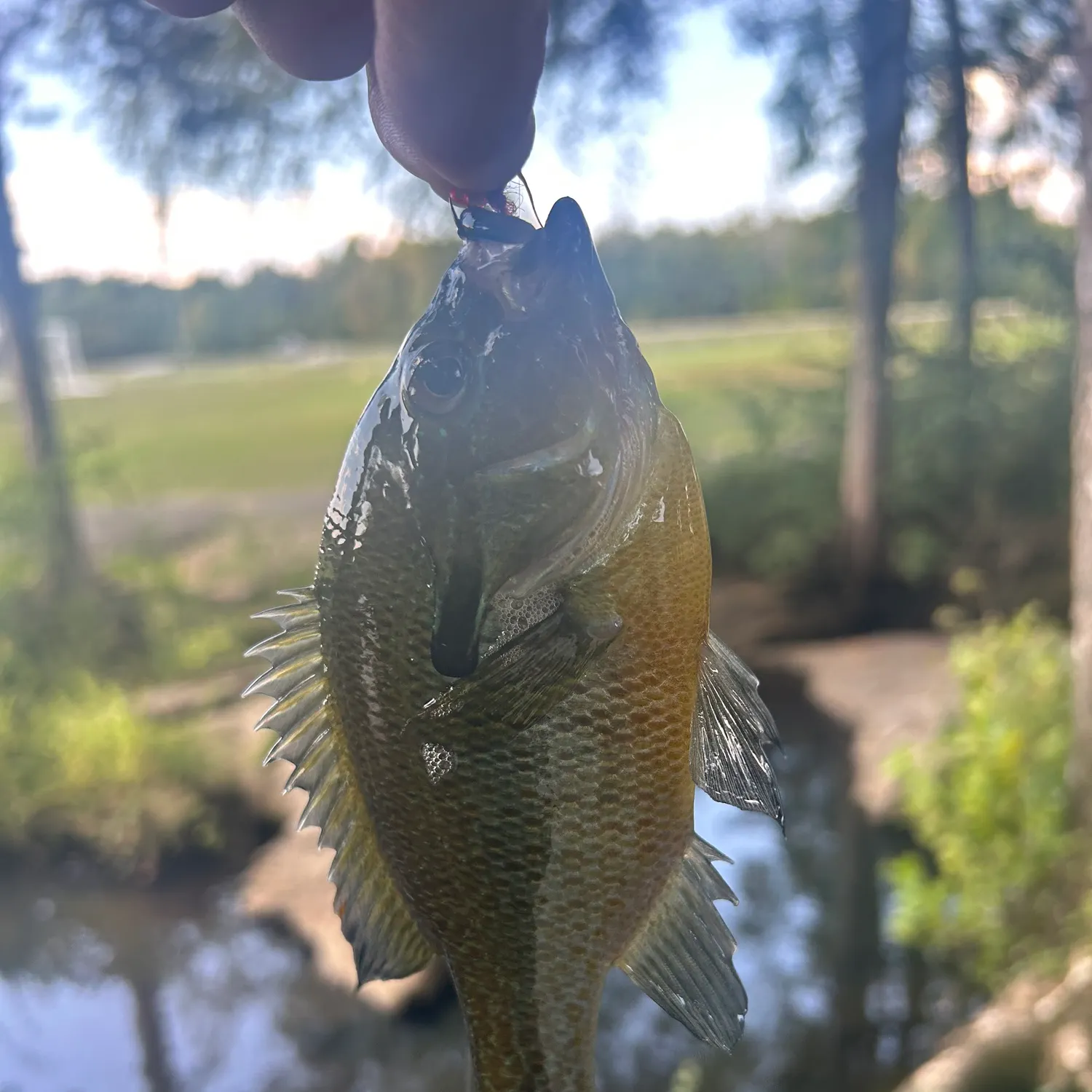 Redbreast sunfish caught on Fishbrain
