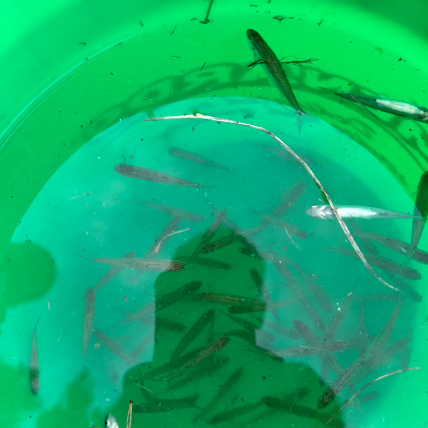 The most recent Bluntnose minnow catches on Fishbrain