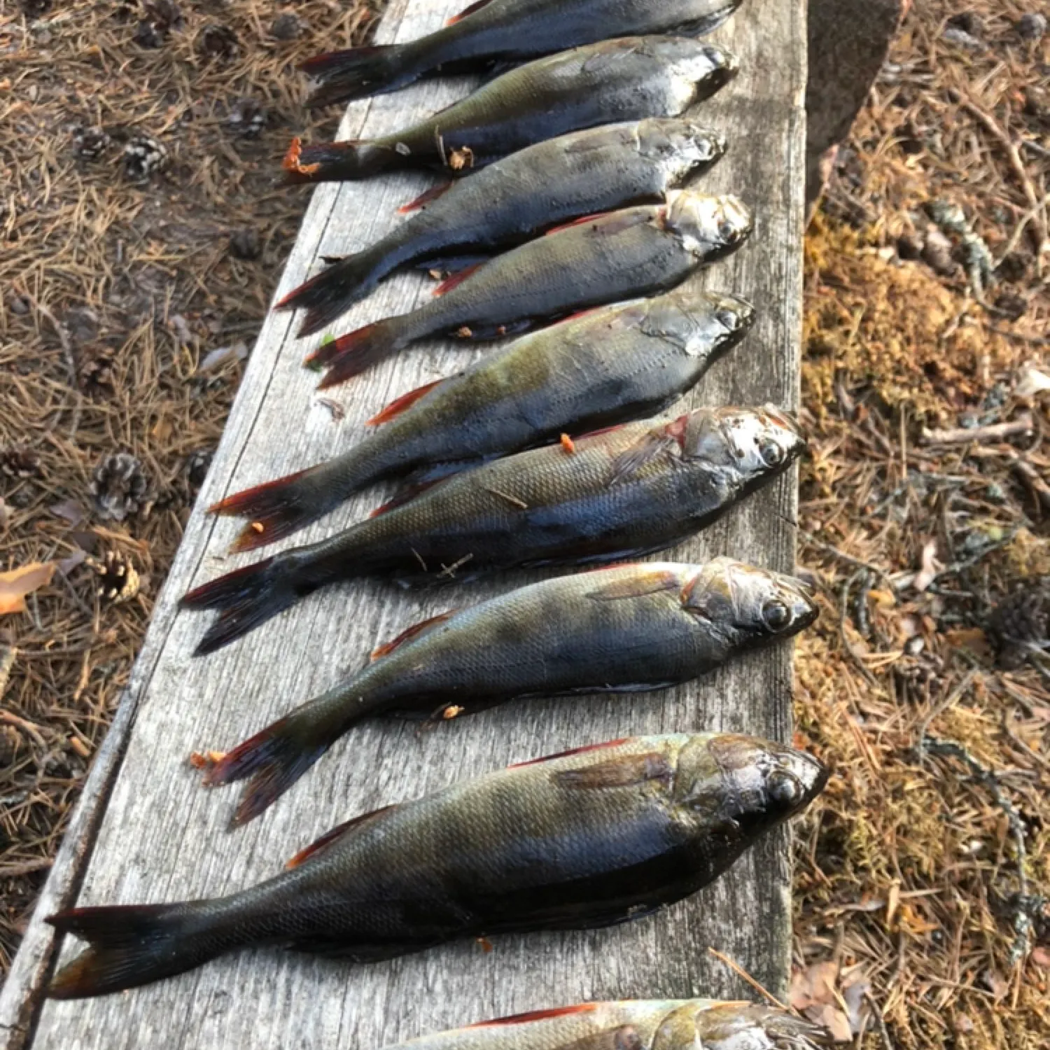 recently logged catches