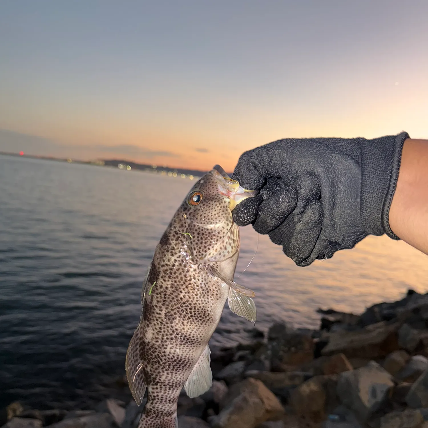 Spotted sand bass caught on Fishbrain