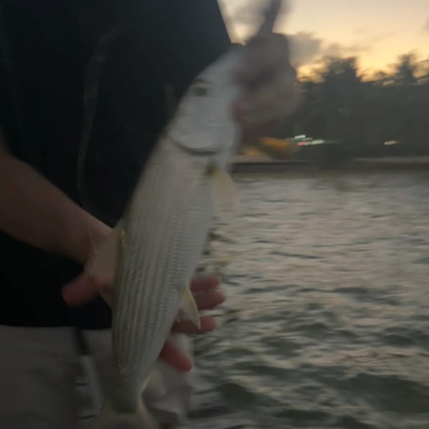 The most recent West Atlantic bonefish catches on Fishbrain