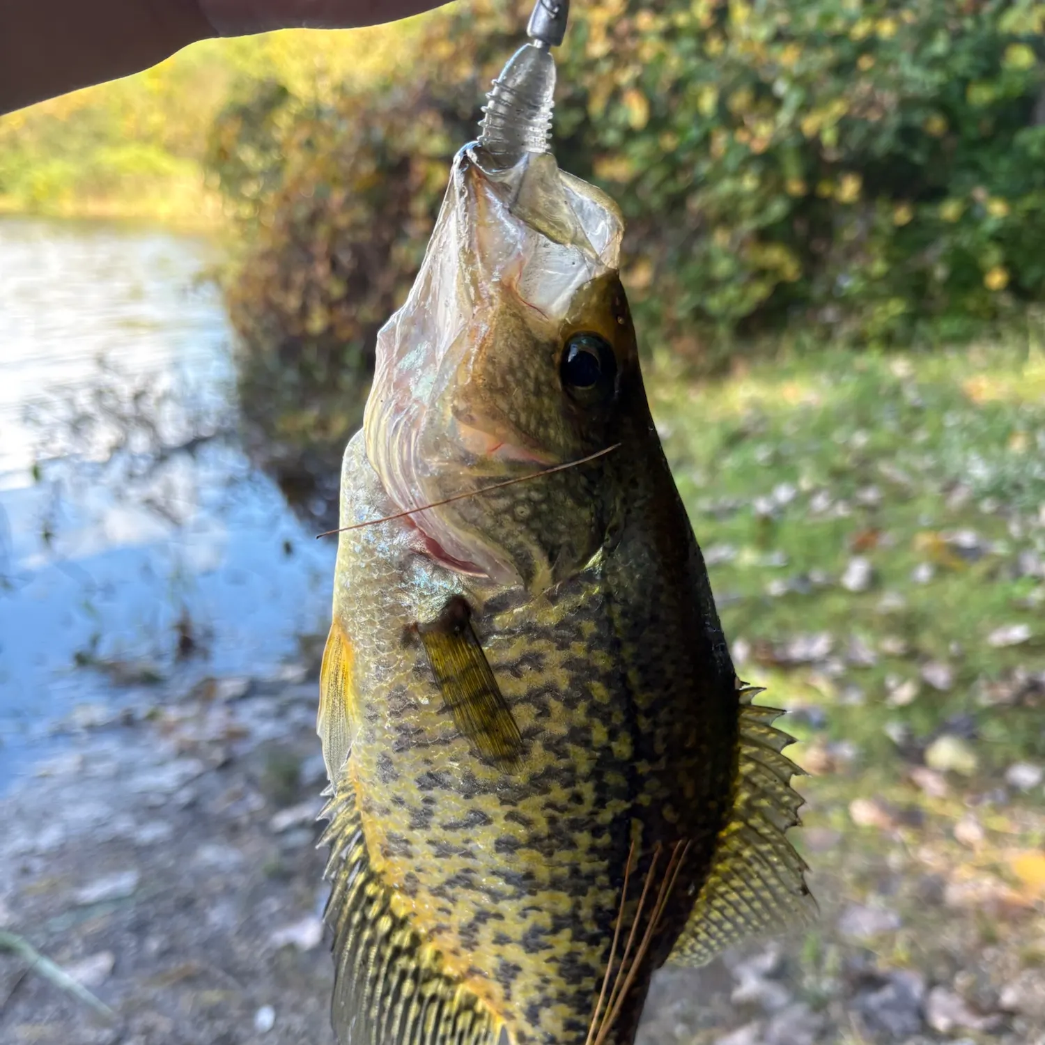 Black crappie caught on Fishbrain
