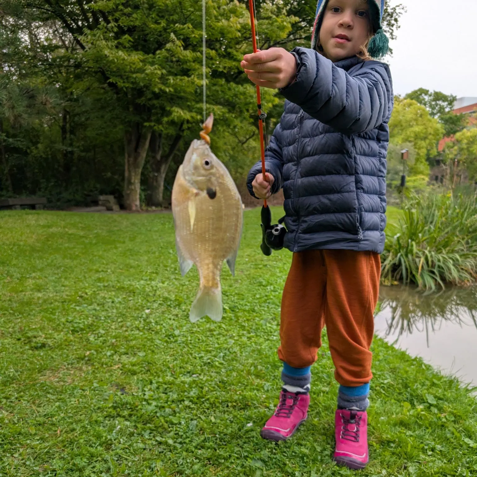 Bluegill caught on Fishbrain