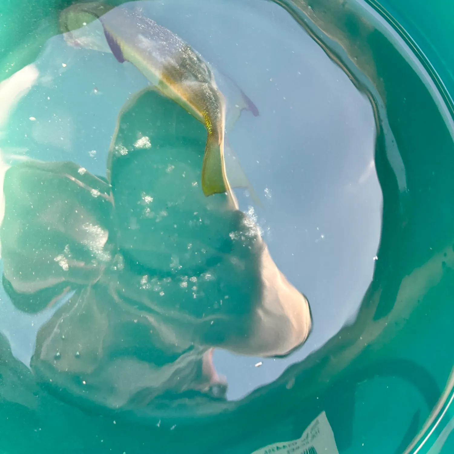 The most recent Silver moony catches on Fishbrain