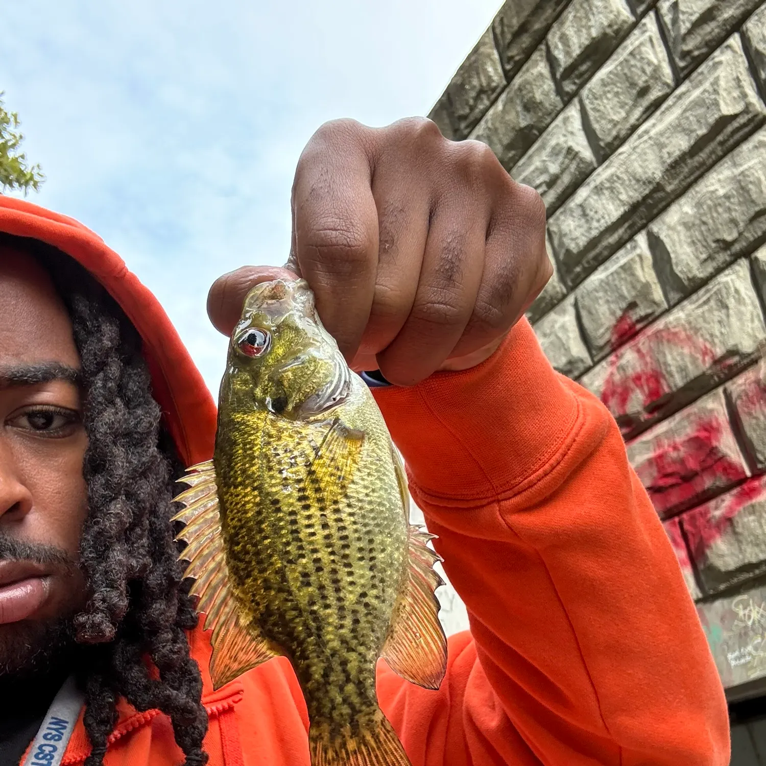 Rock bass caught on Fishbrain