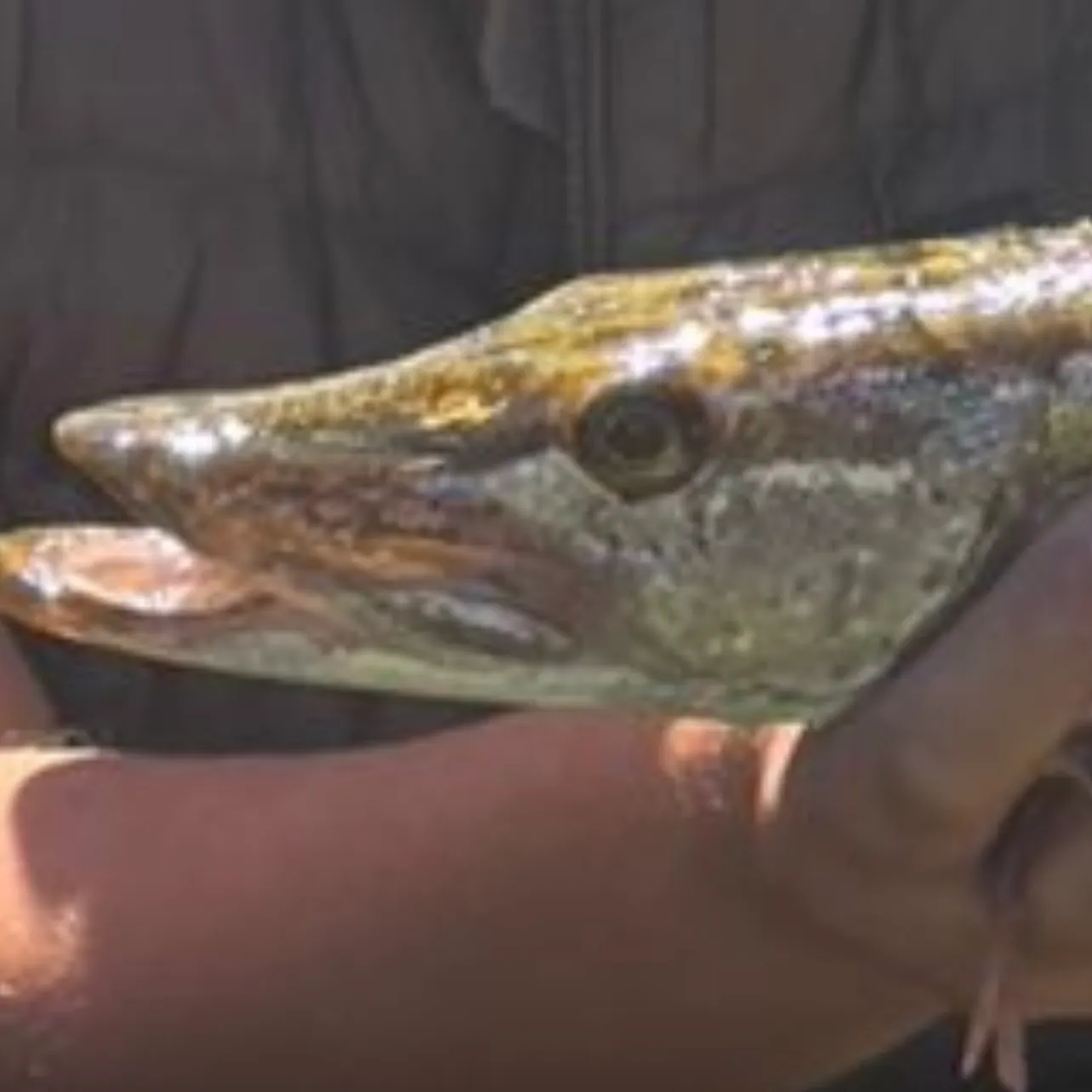 Northern pike caught on Fishbrain