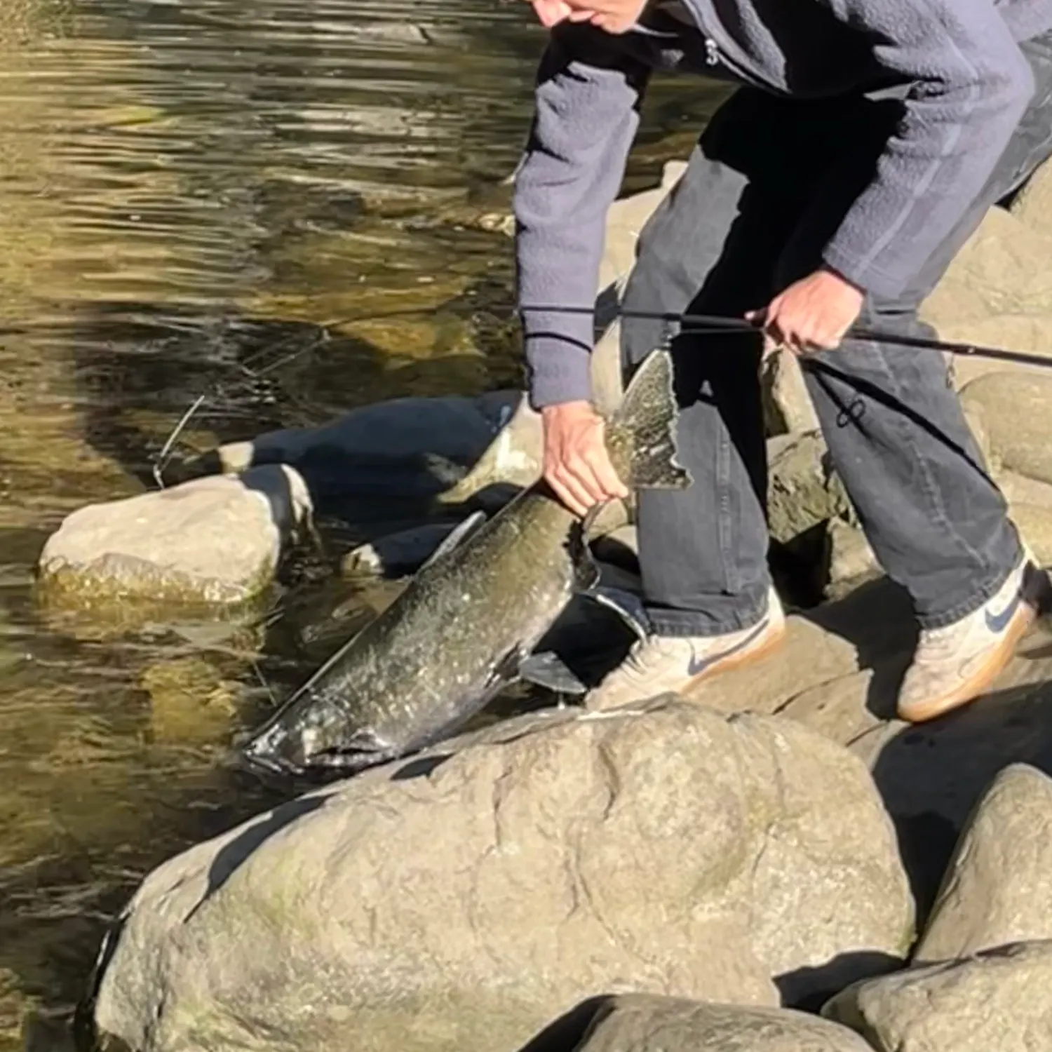 Chinook salmon caught on Fishbrain