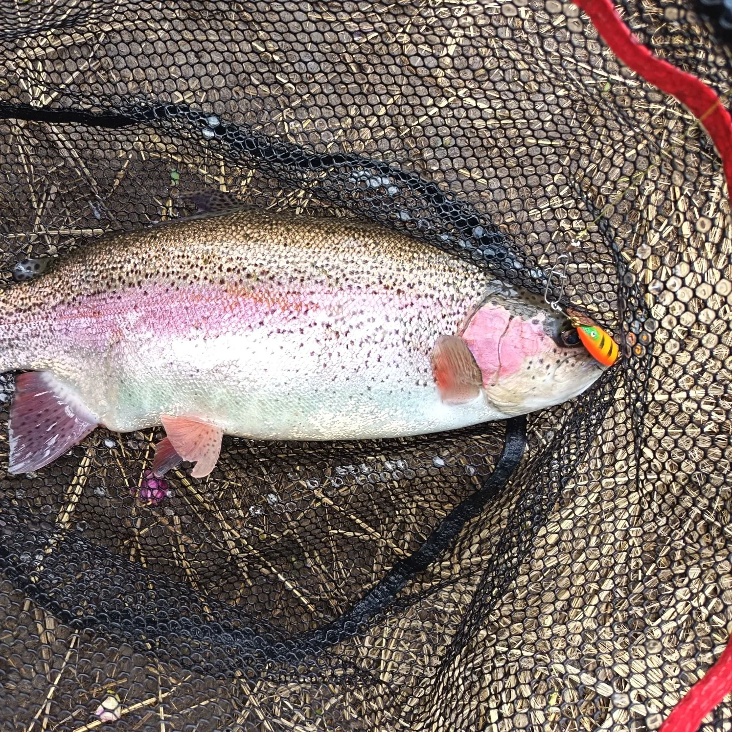 The most recent Rainbow trout catches on Fishbrain
