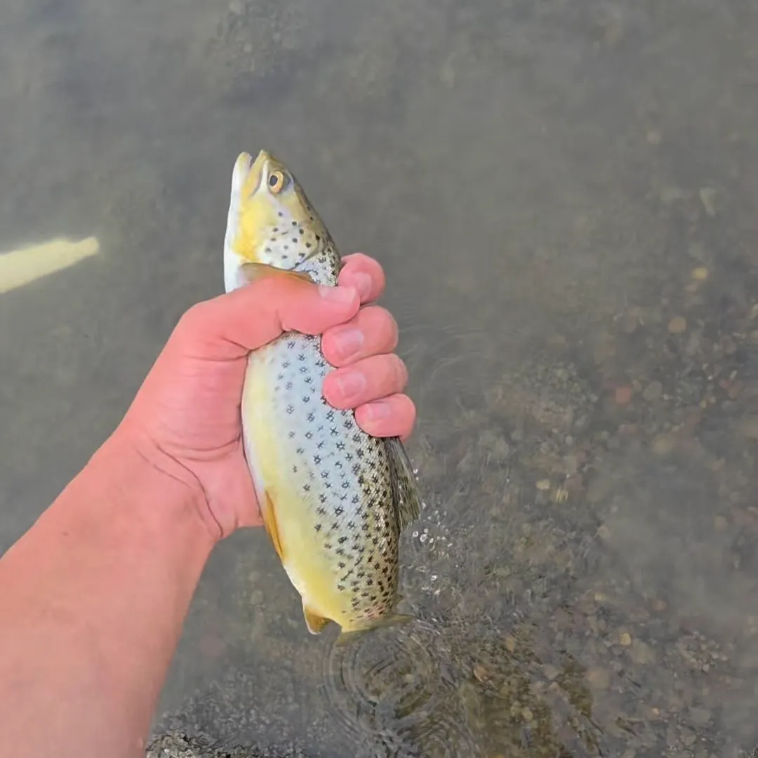 Brown trout caught on Fishbrain