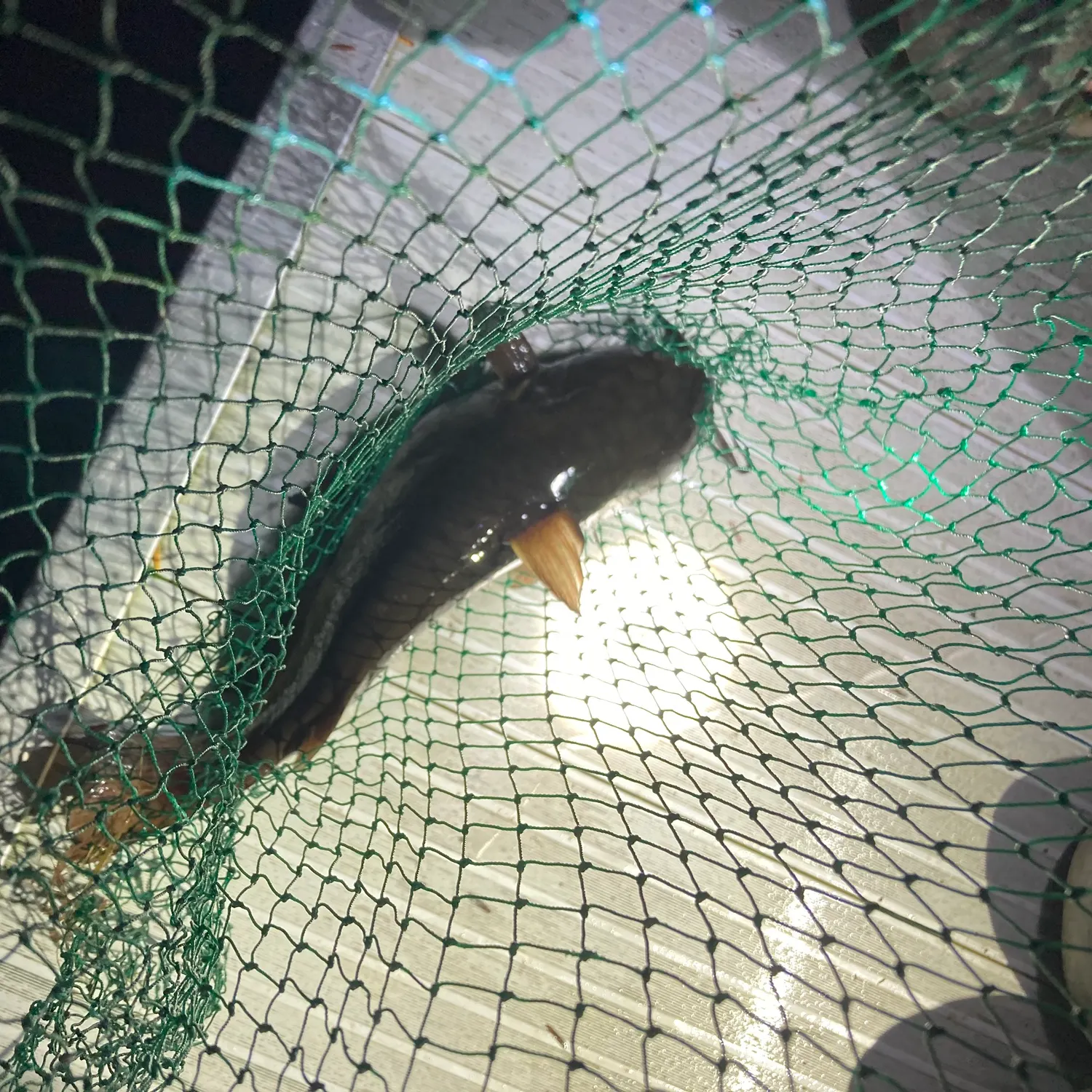Brown bullhead caught on Fishbrain