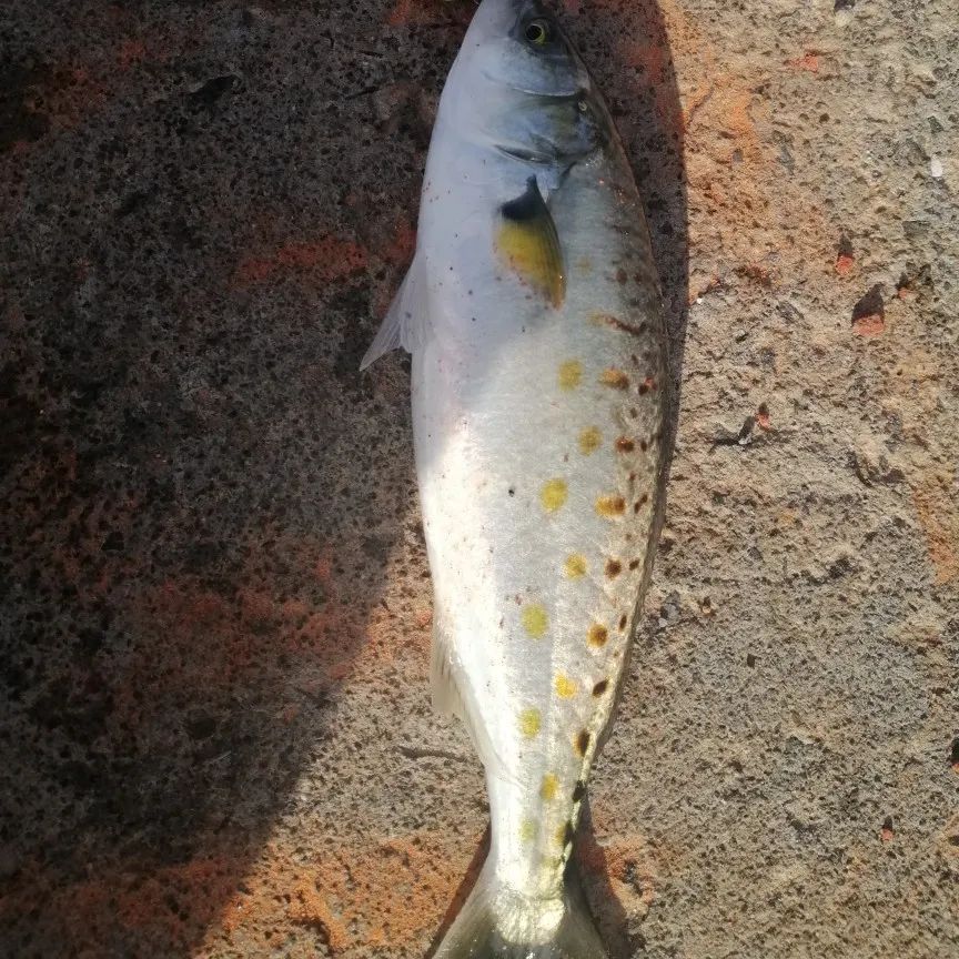 Eastern Australian salmon caught on Fishbrain