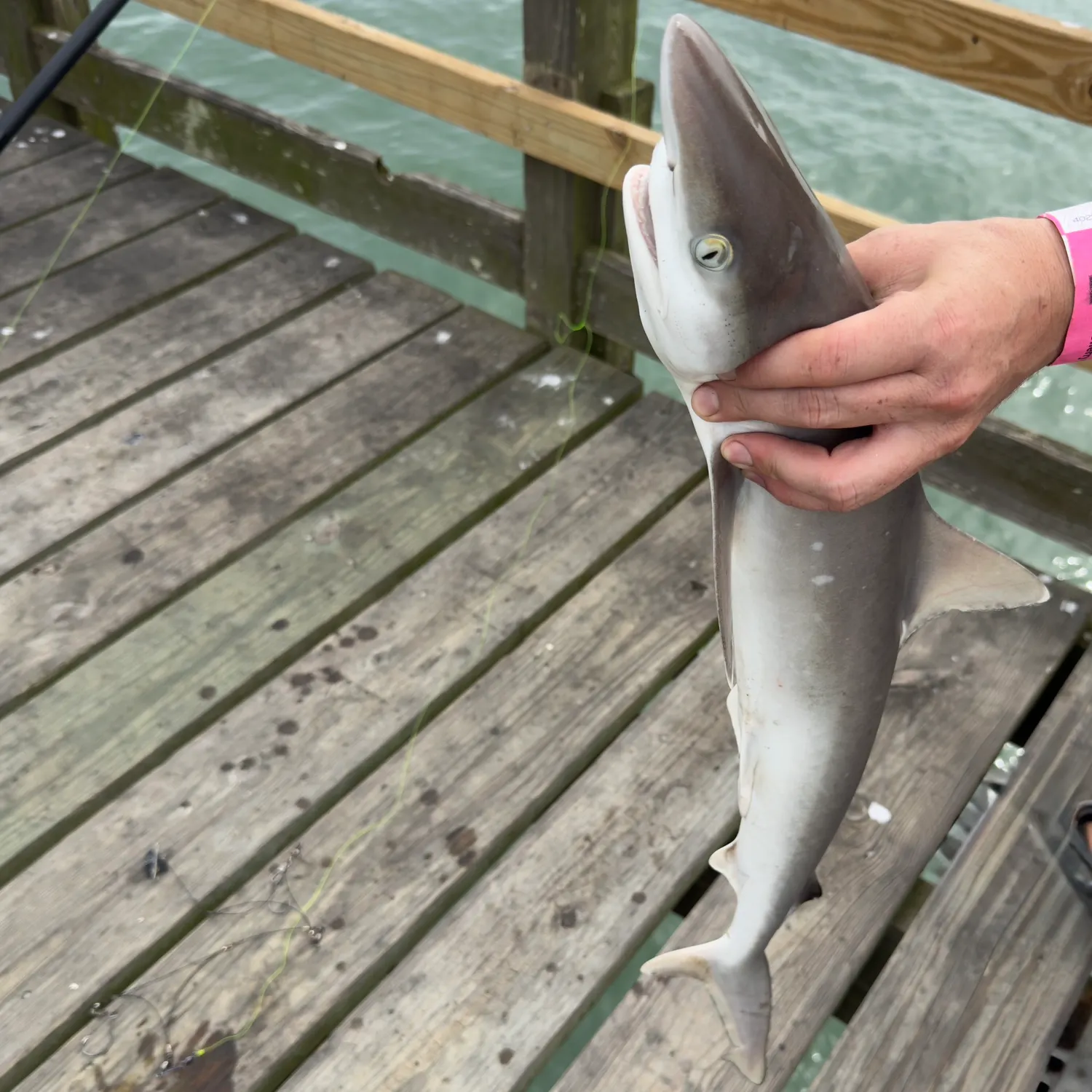 The most recent Atlantic sharpnose shark catches on Fishbrain