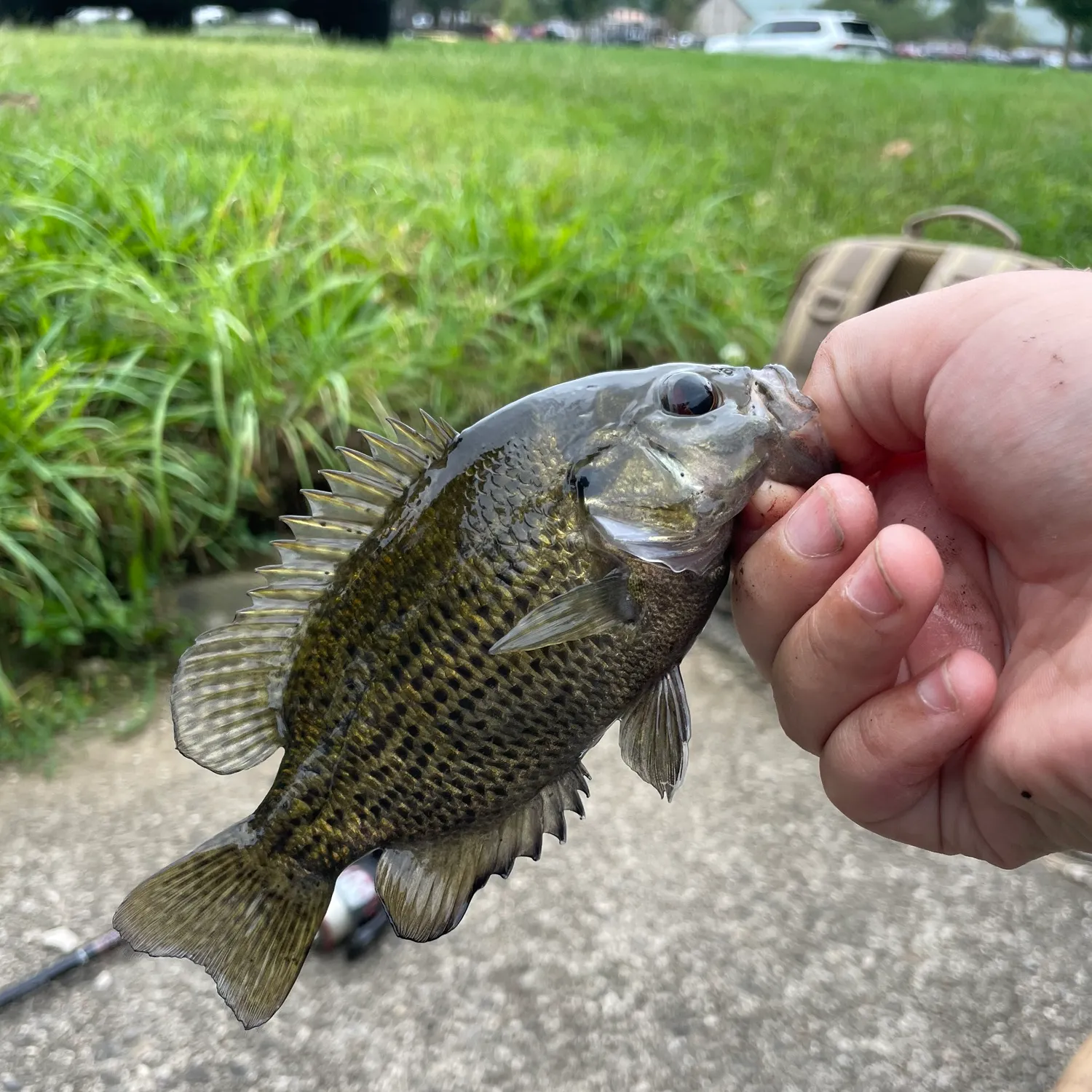 Rock bass caught on Fishbrain