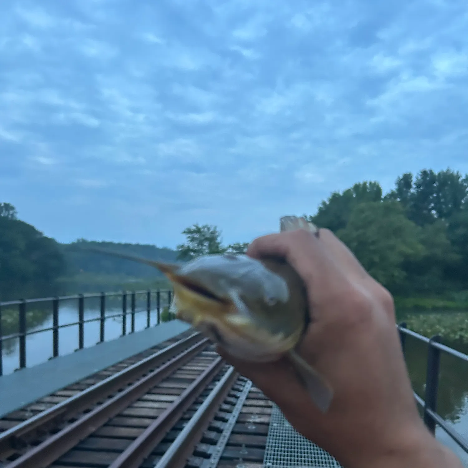Brown bullhead caught on Fishbrain
