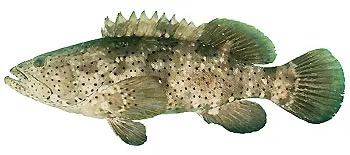 Malabar grouper