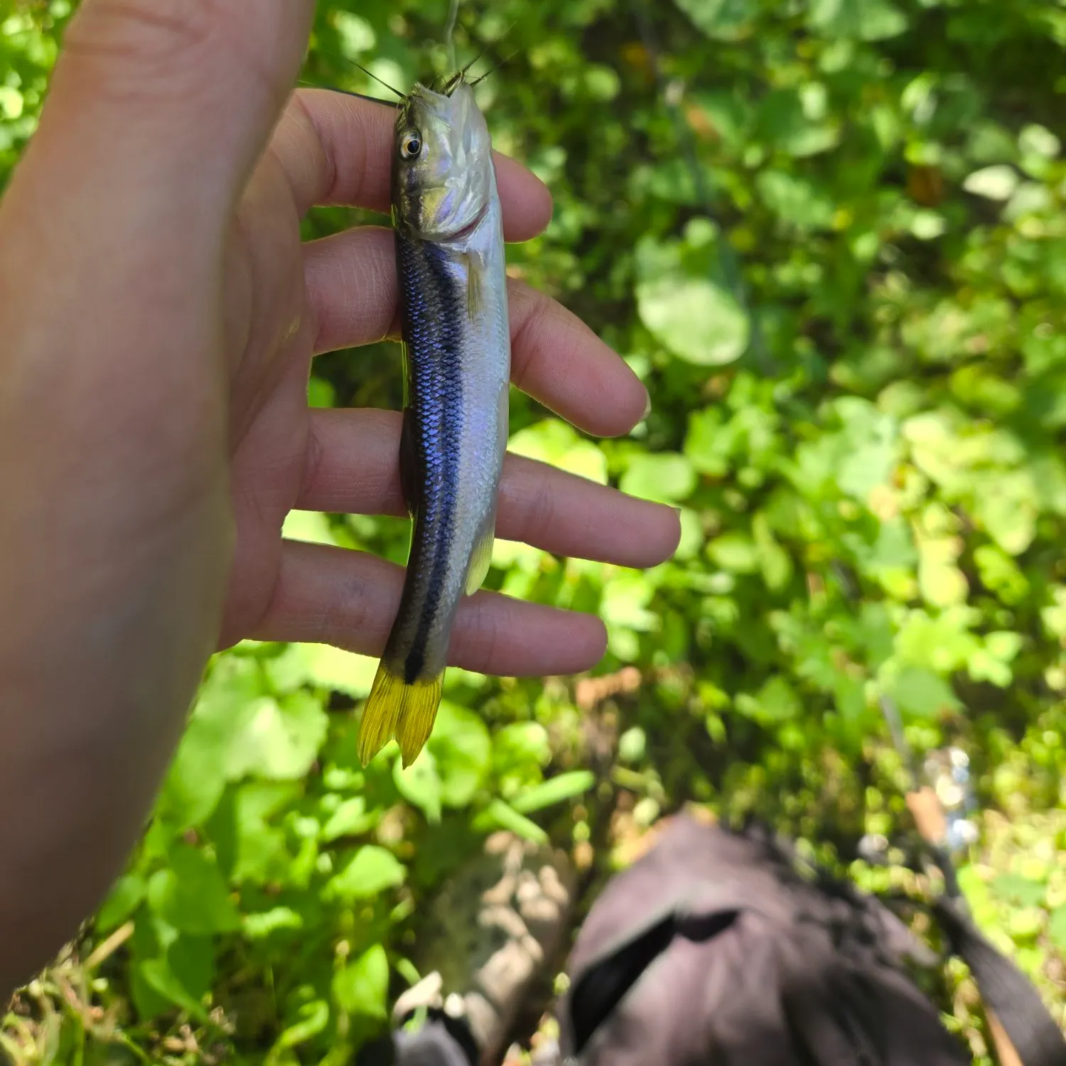 Creek chub caught on Fishbrain