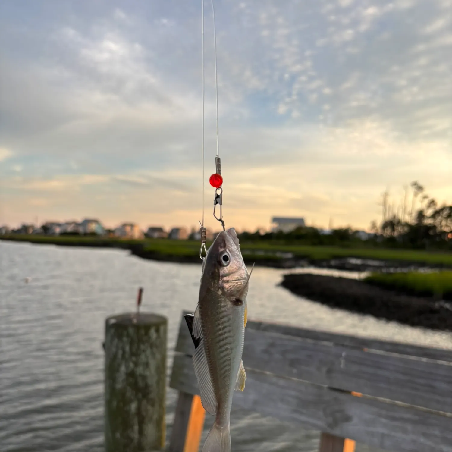 The most recent Spotfin croaker catches on Fishbrain