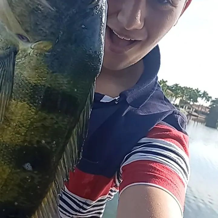 Butterfly peacock bass caught on Fishbrain
