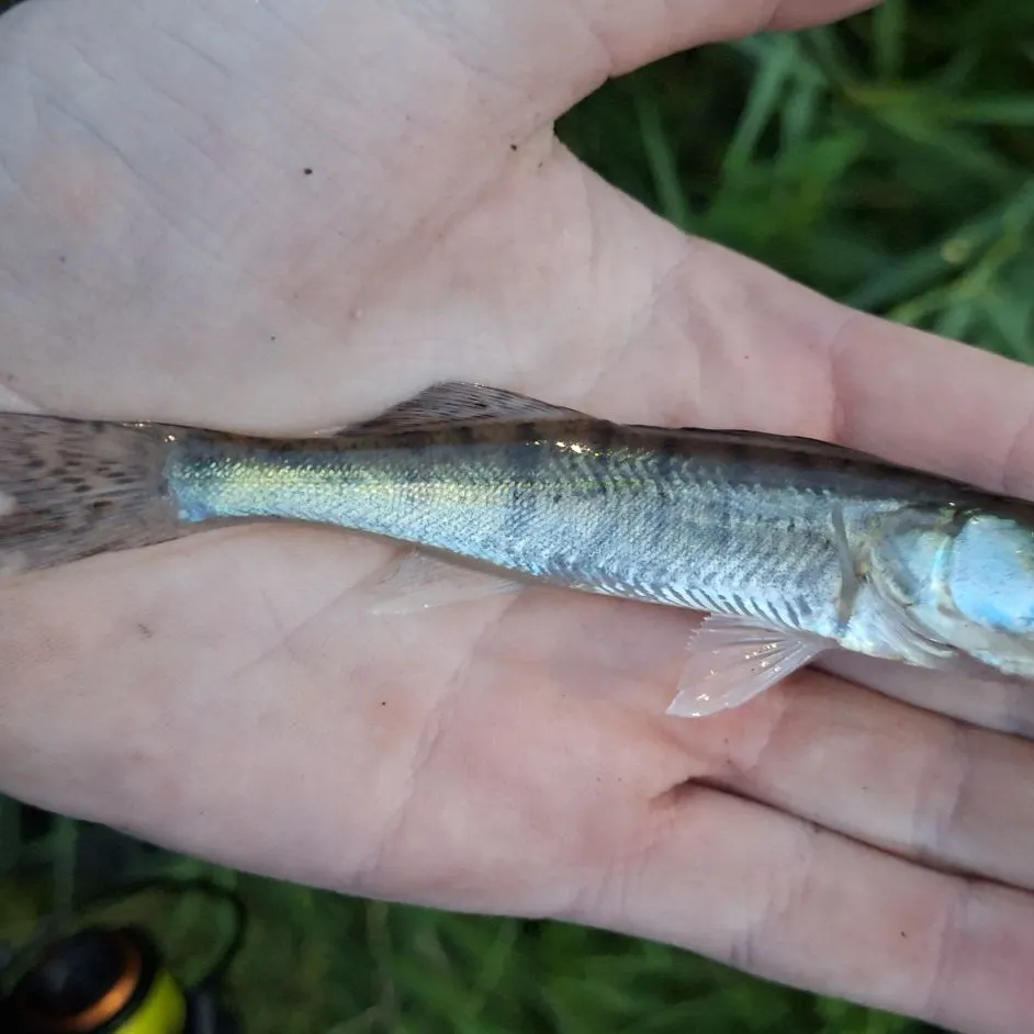 Zander caught on Fishbrain