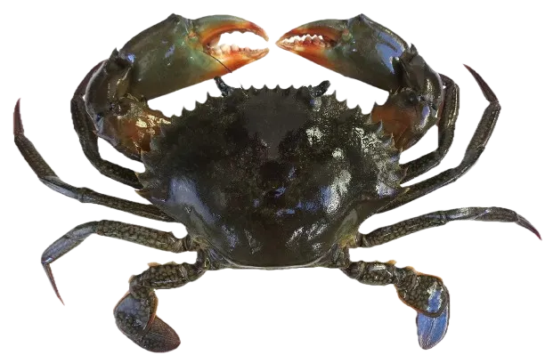 Giant mud crab